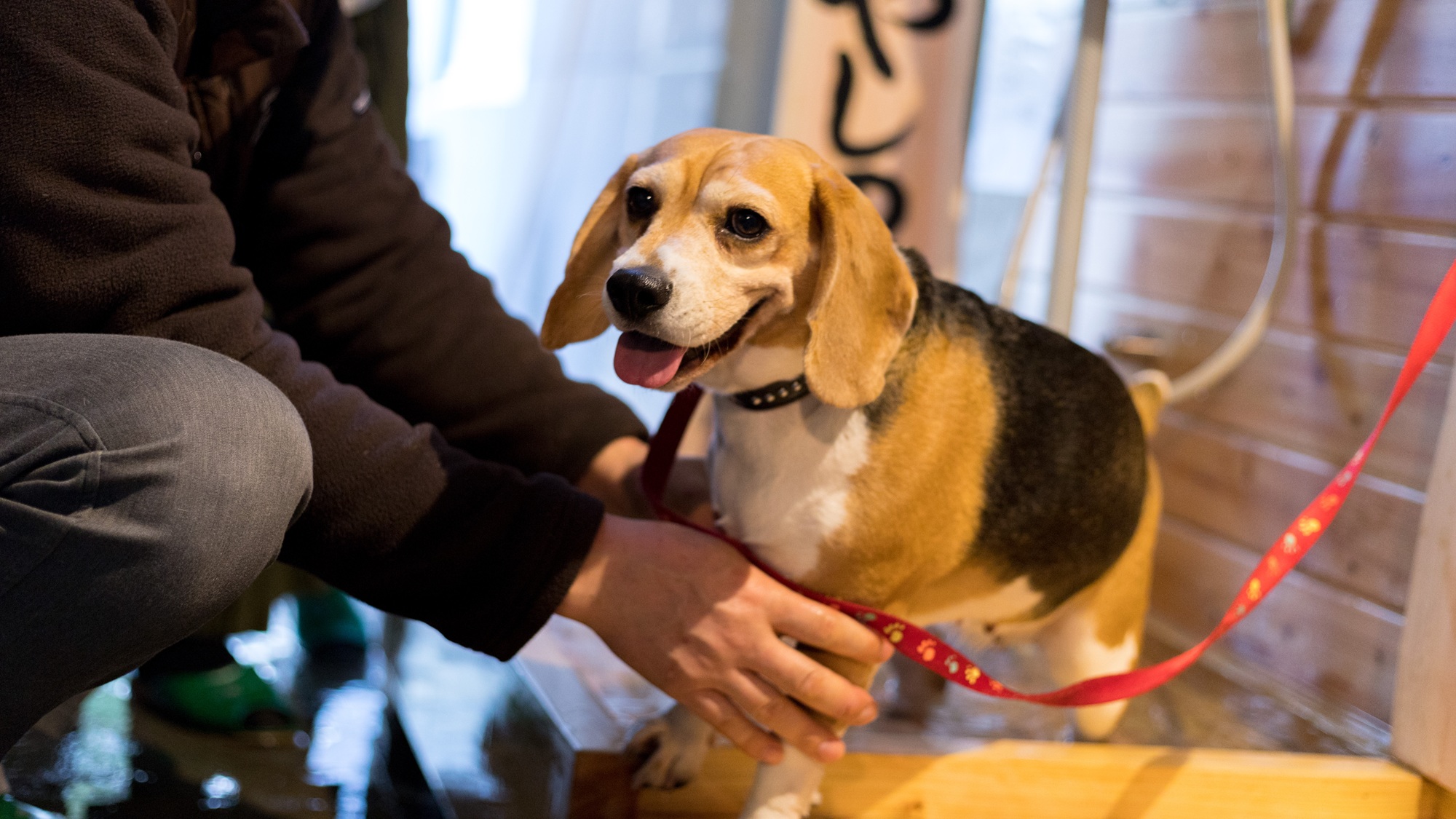 【ワンちゃん専用・いやしの湯】温泉旅館だからこそできるワンちゃんの足湯