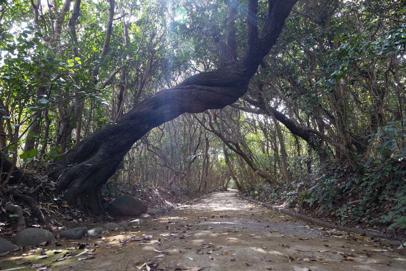 【朝食付】満天の星空露天風呂と大自然を愉しむ。※公式予約特典レイトチェックアウトはついておりません
