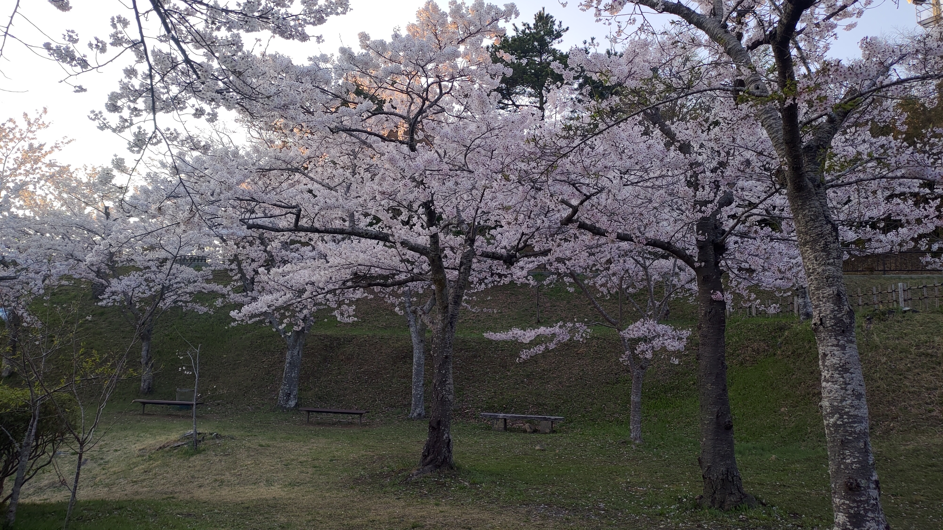 日和山公園の桜　（夕方撮影）その24