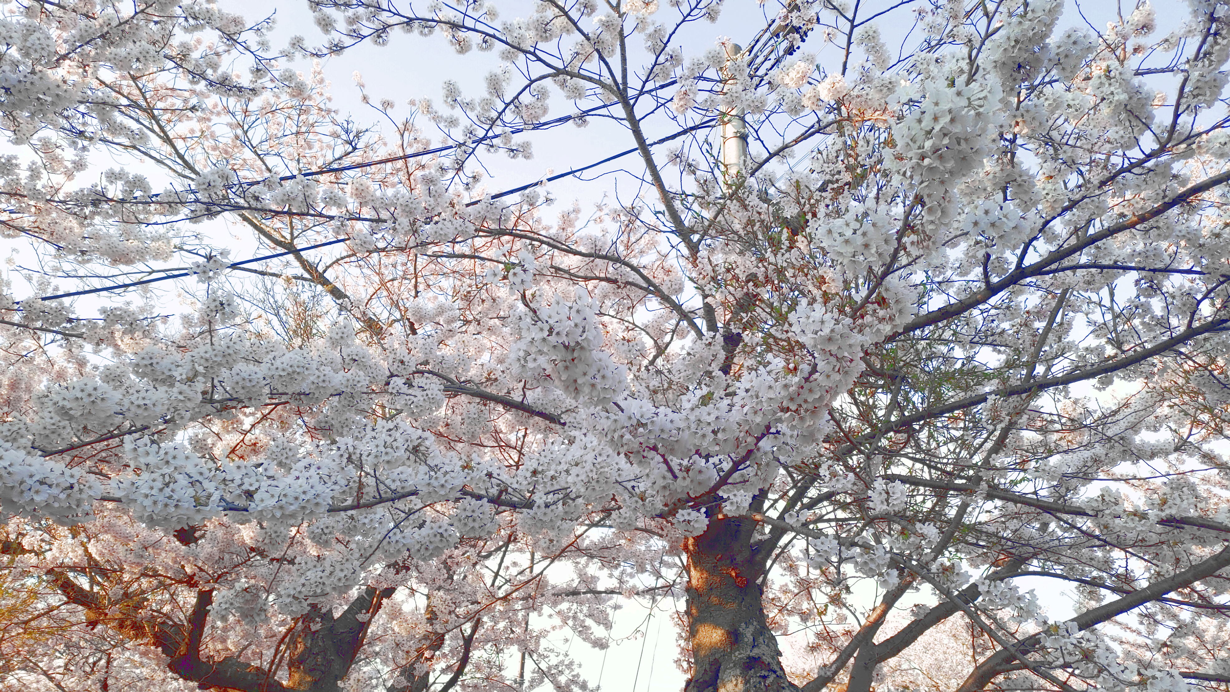 日和山公園の桜　（夕方撮影）その2