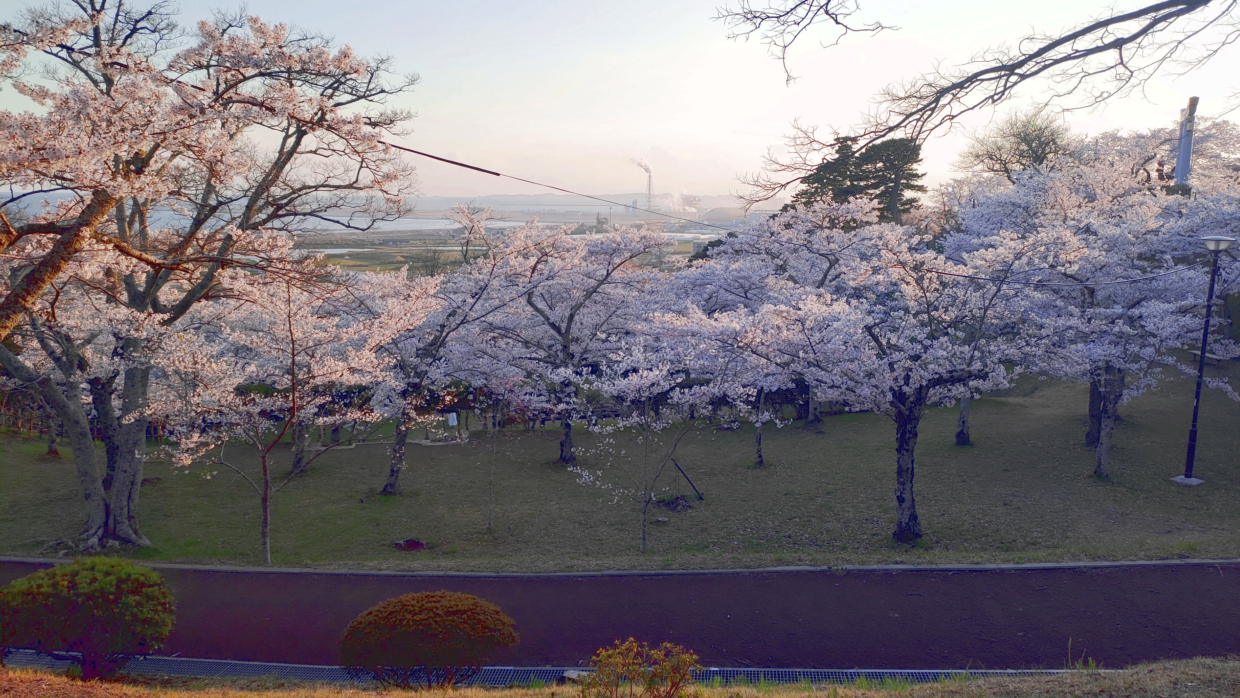 日和山公園の桜　（夕方撮影）その9