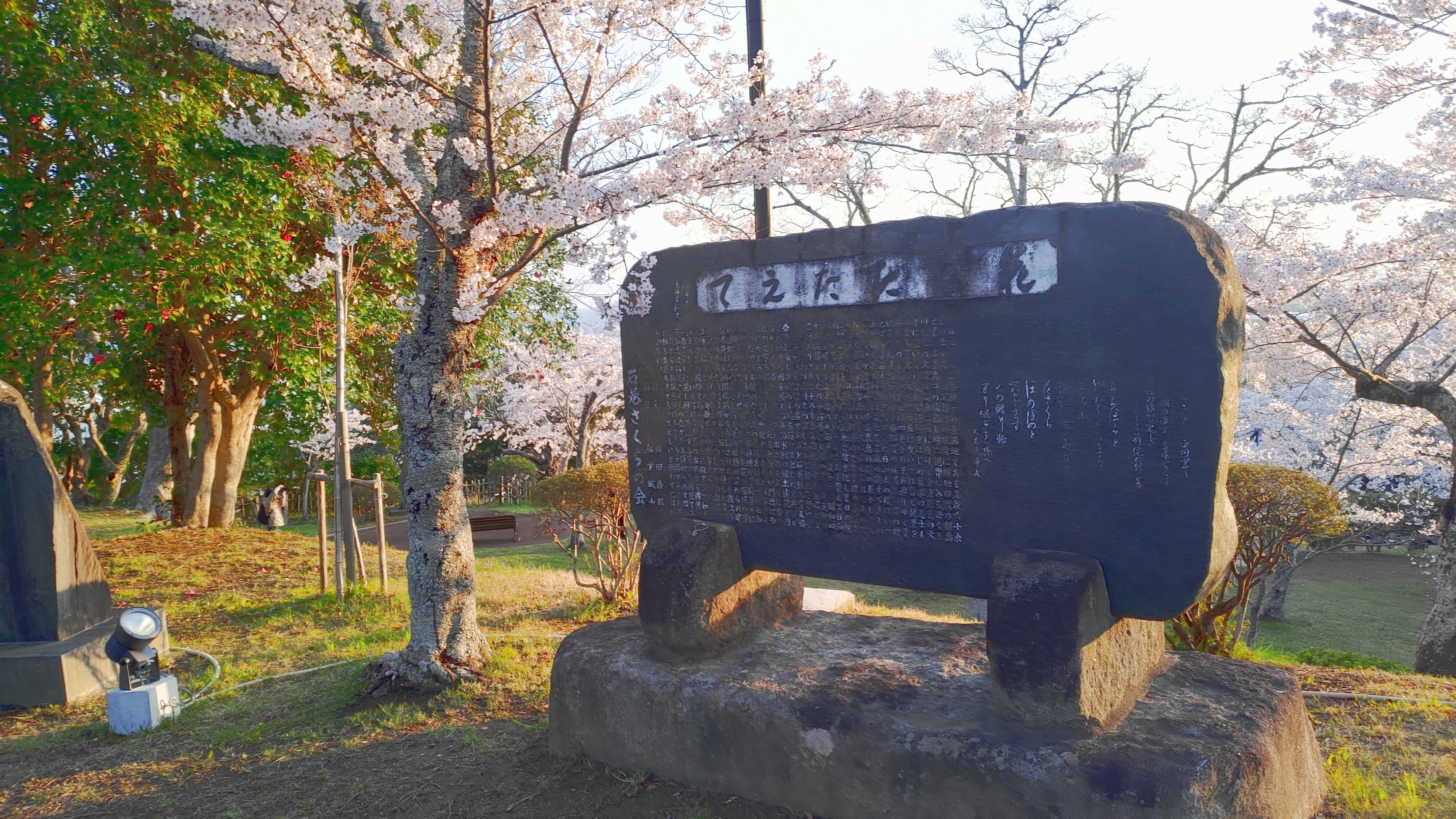 日和山公園の桜　（夕方撮影）その10