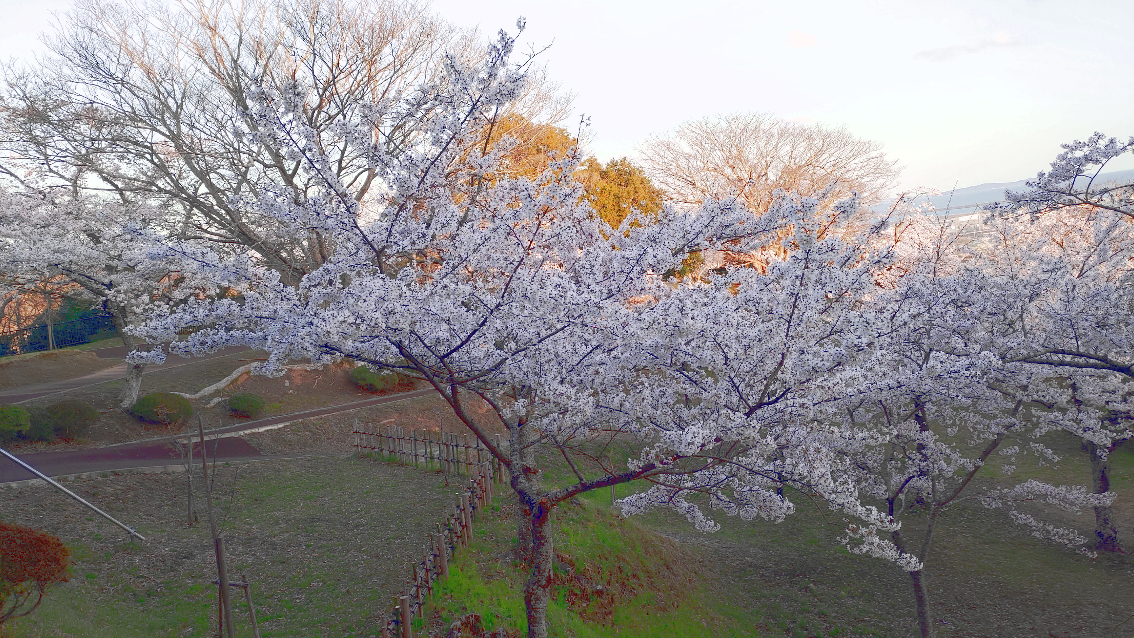 日和山公園の桜　（夕方撮影）その8