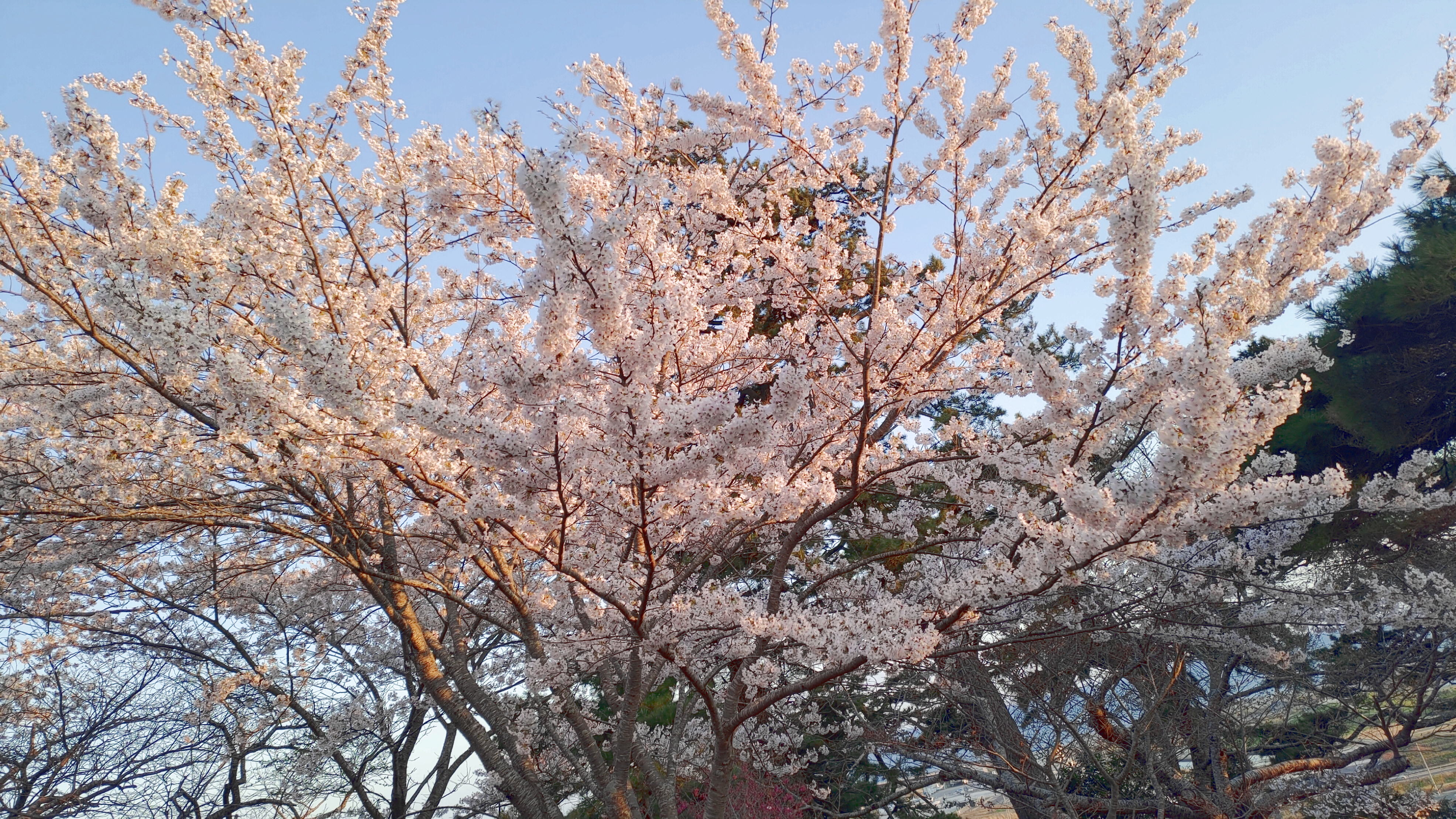 日和山公園の桜　（夕方撮影）その20