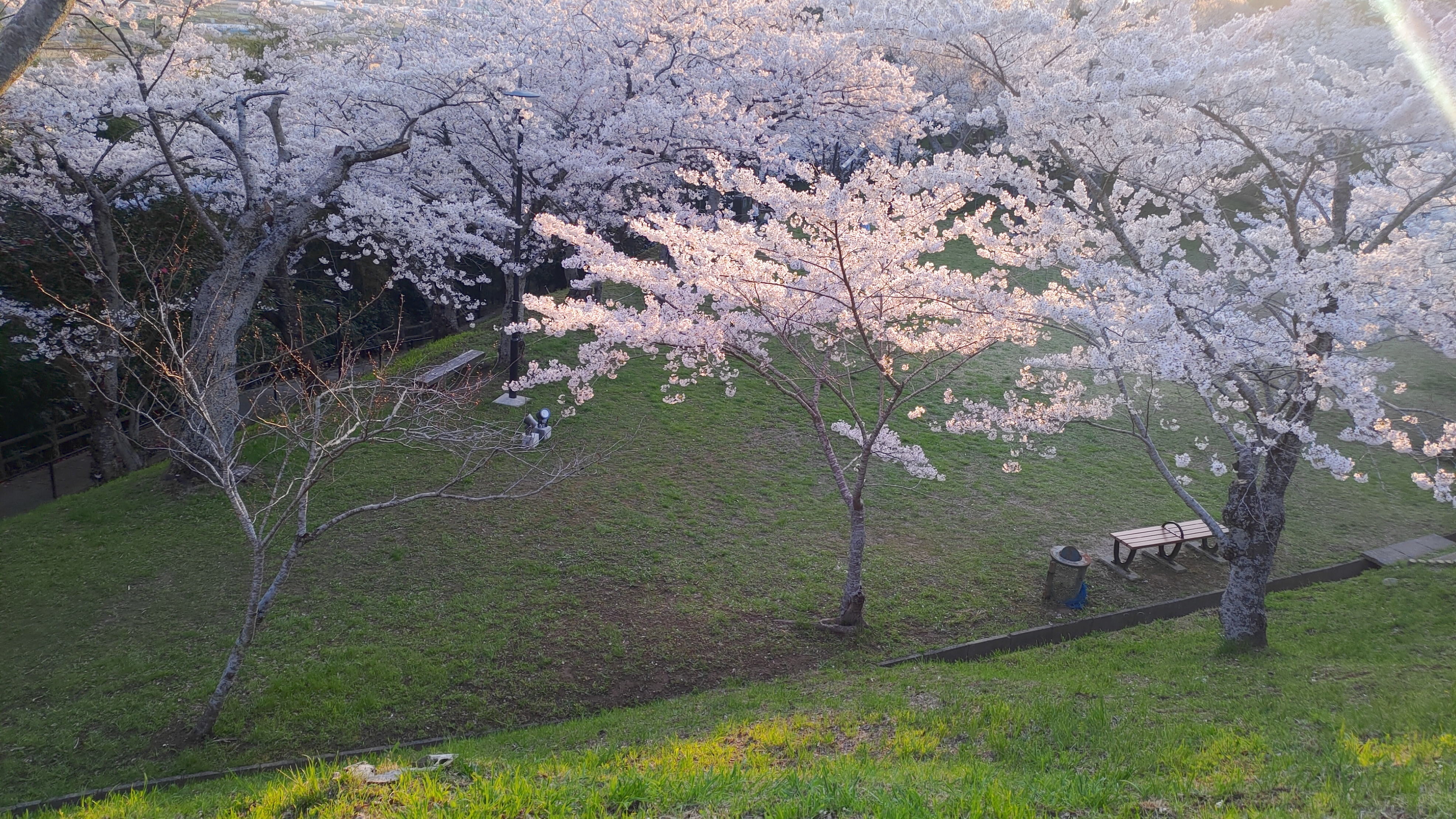 日和山公園の桜　（夕方撮影）その14