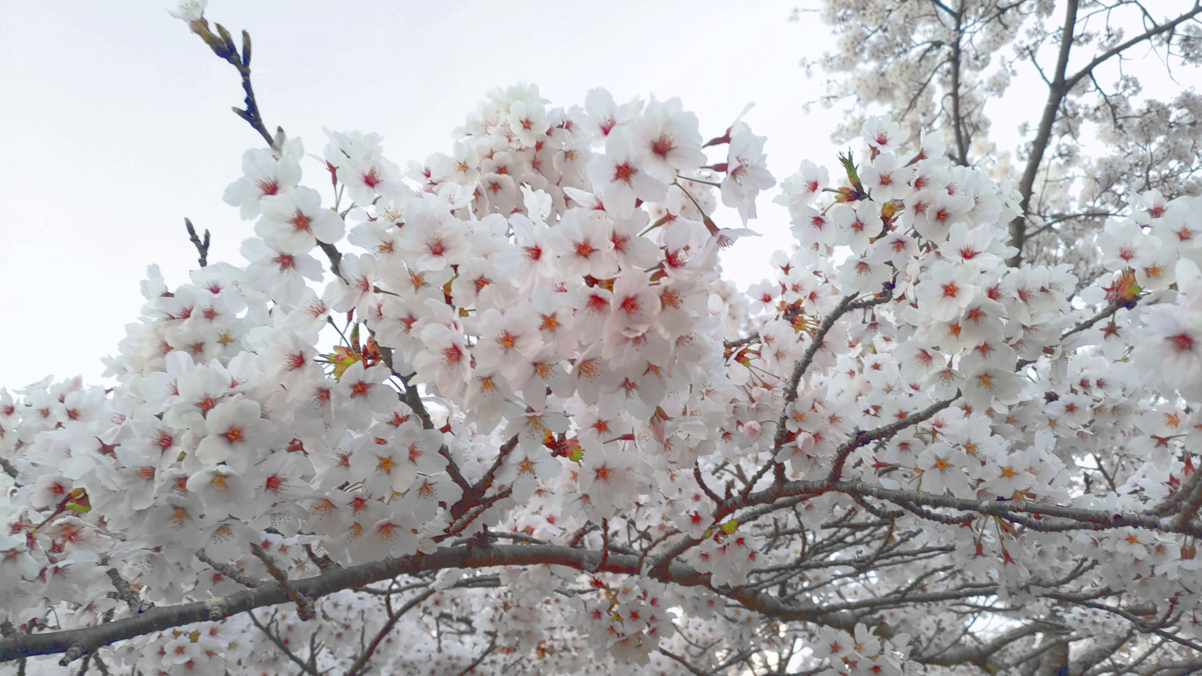 日和山公園の桜　（夕方撮影）その16
