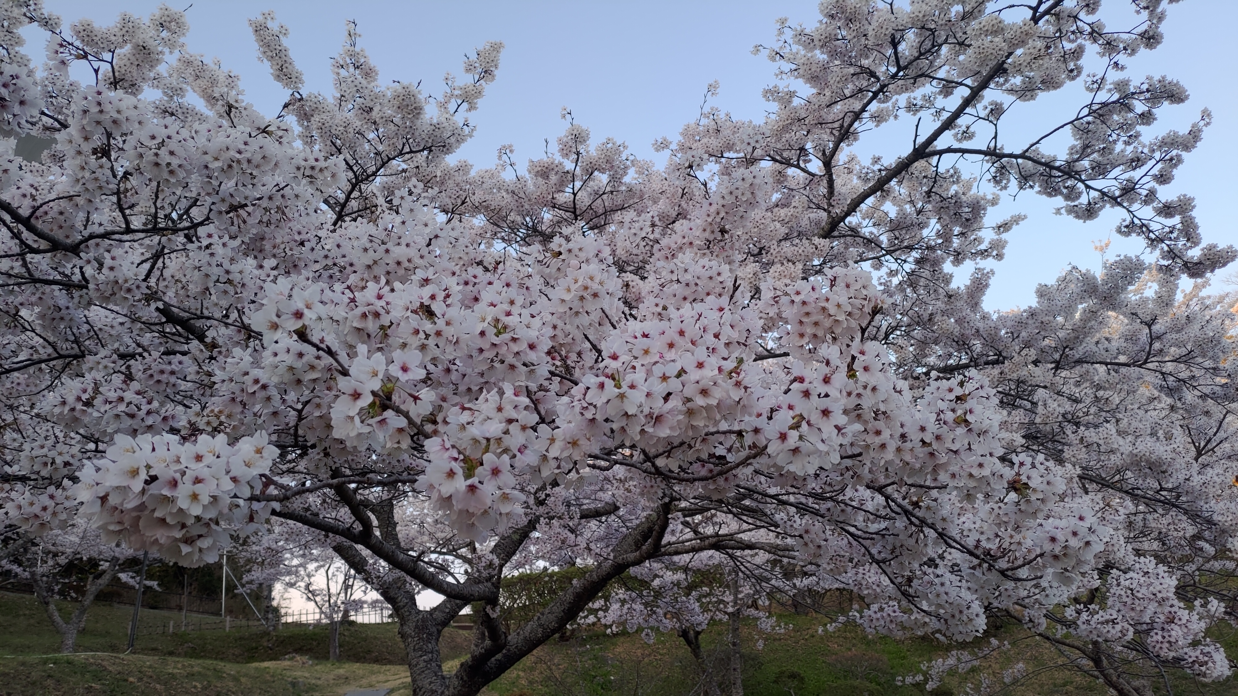 日和山公園の桜　（夕方撮影）その26