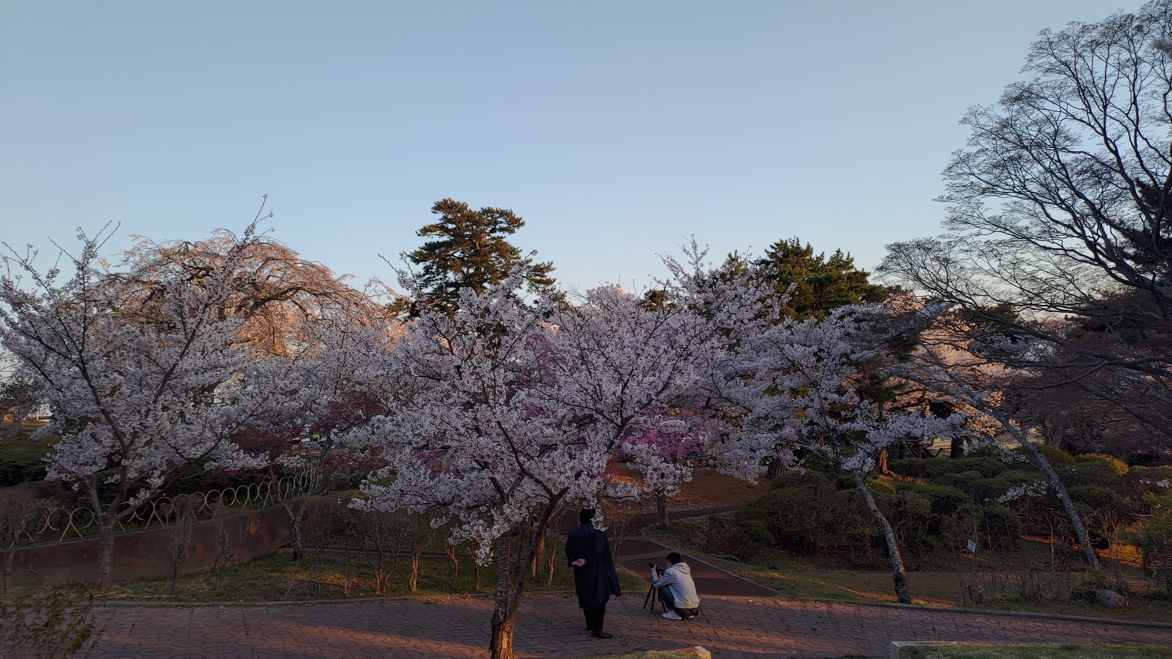 日和山公園の桜　（夕方撮影）その27