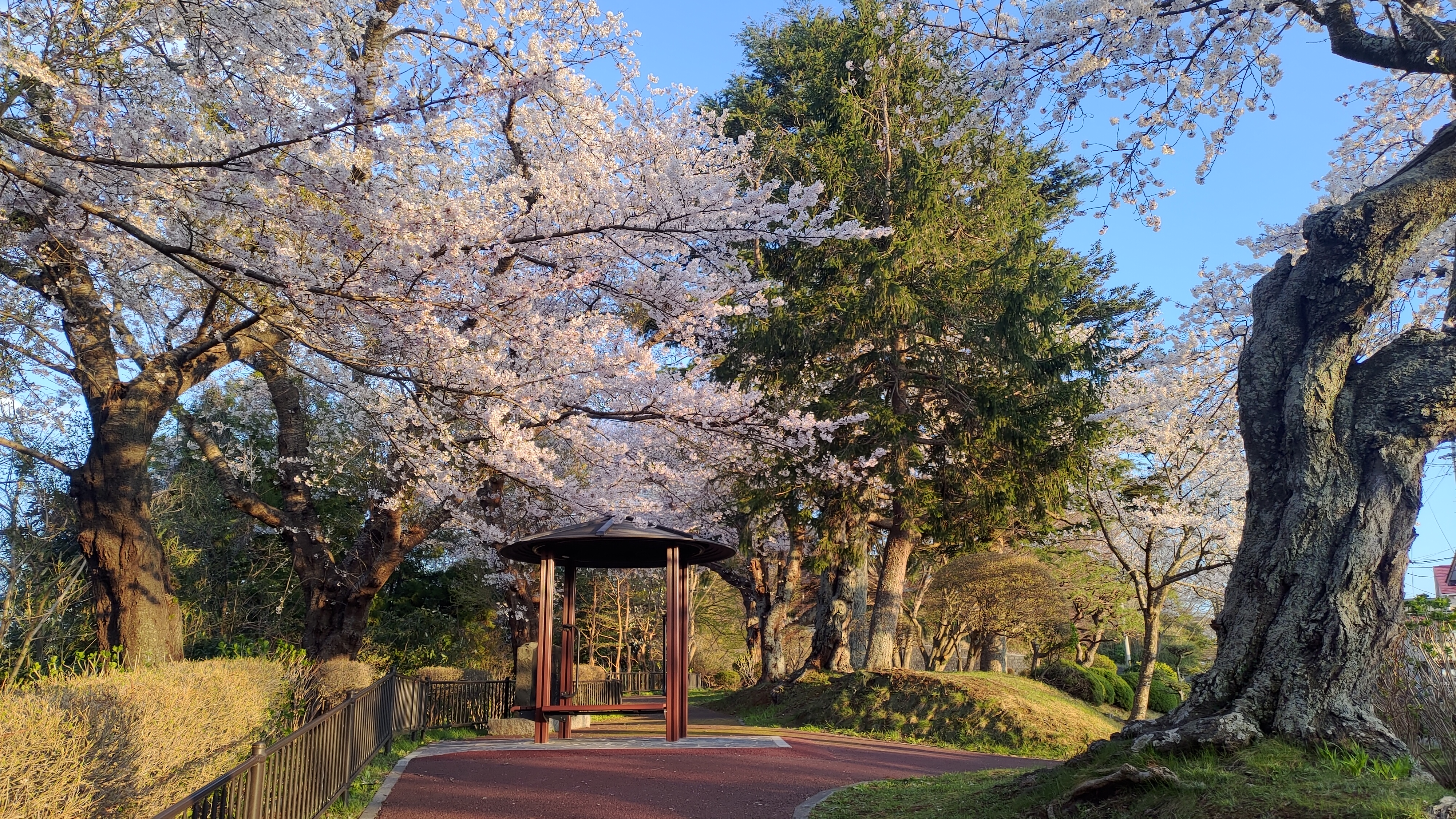 日和山公園の桜　（夕方撮影）その30