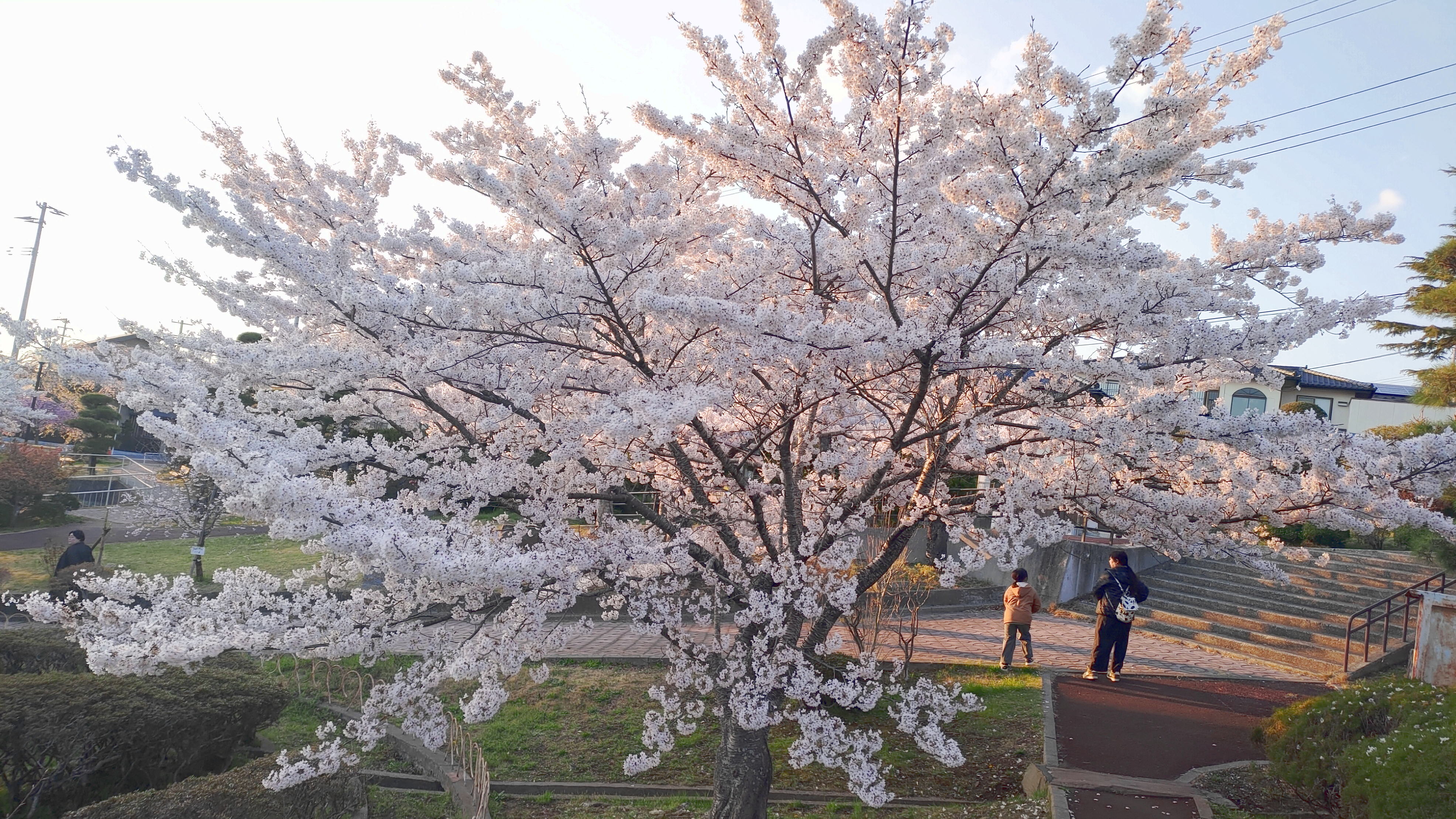 日和山公園の桜　（夕方撮影）その19