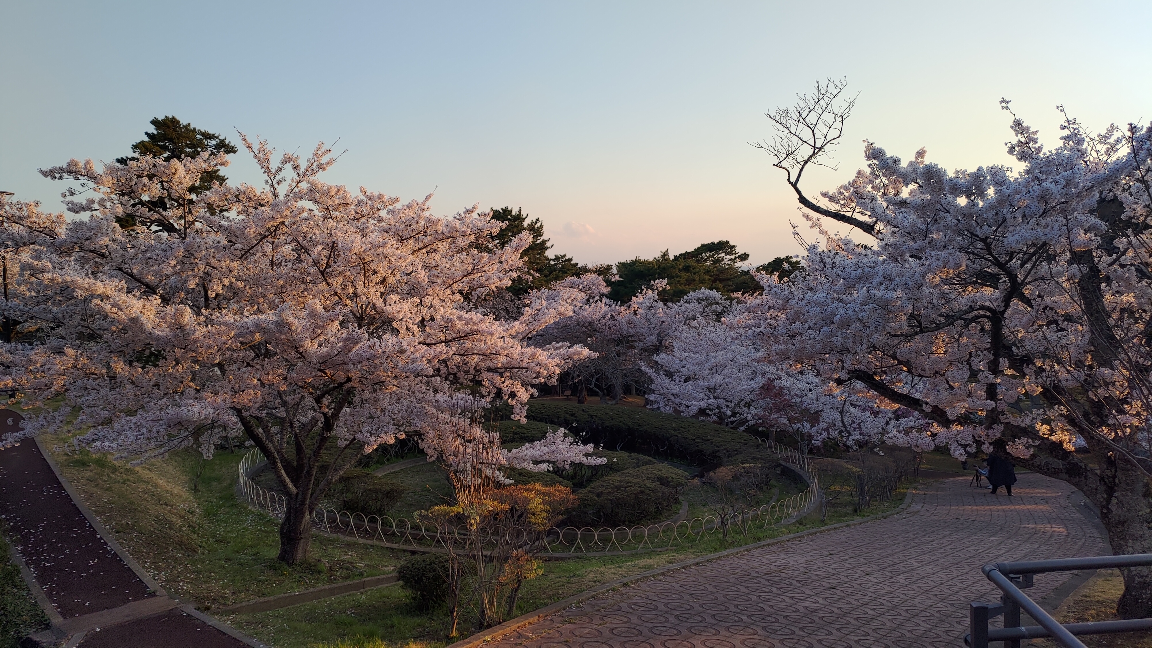 日和山公園の桜　（夕方撮影）その28