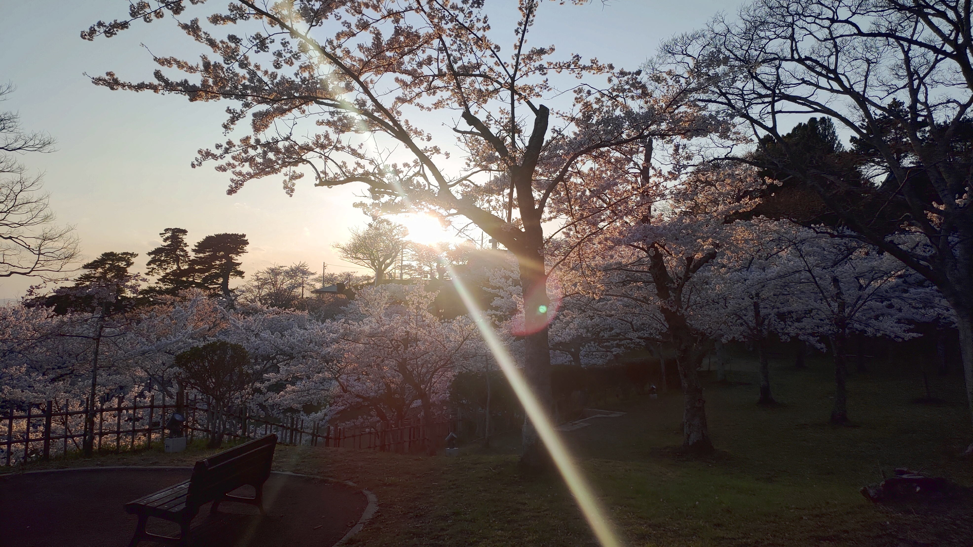 日和山公園の桜　（夕方撮影）その11