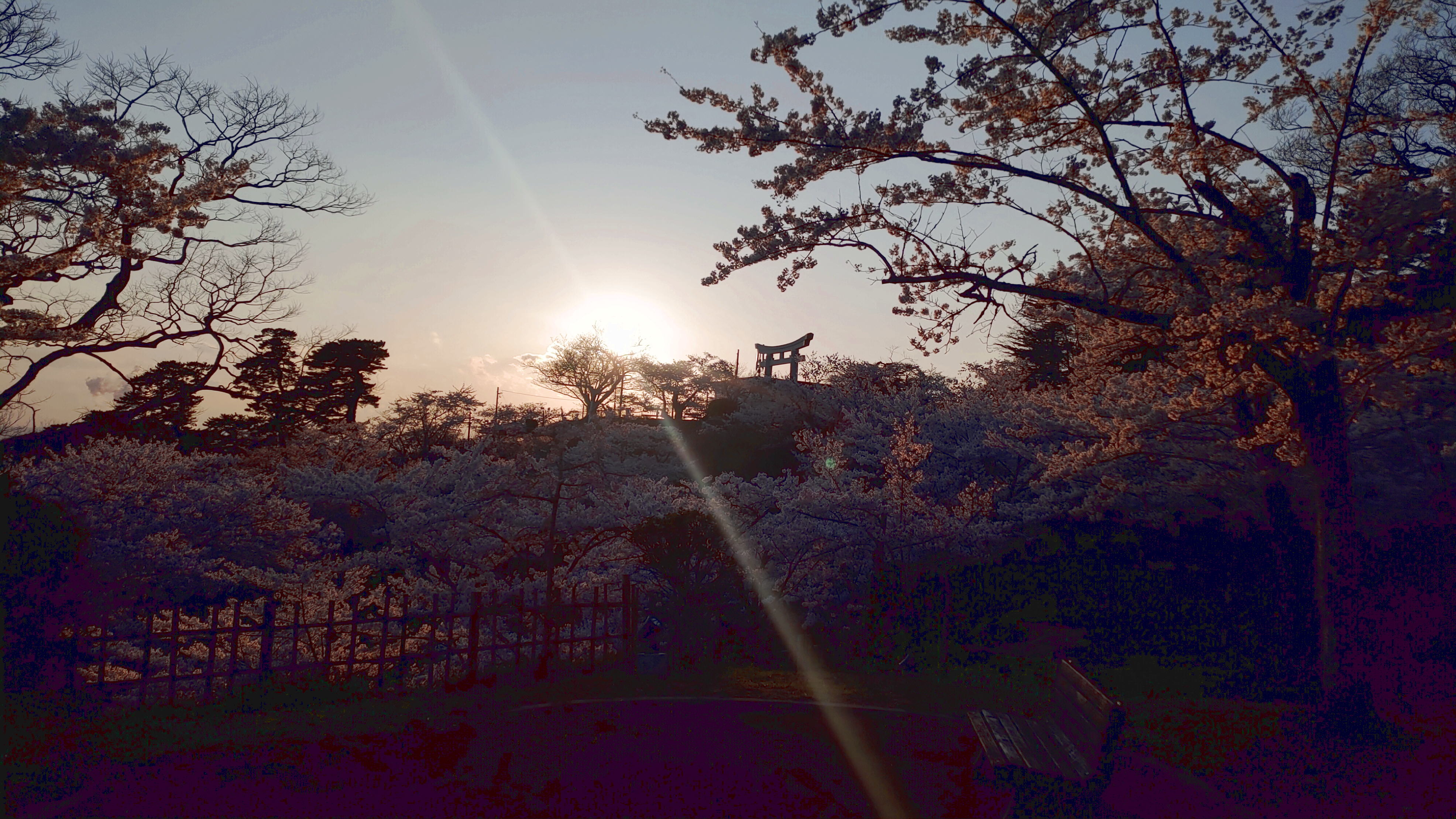日和山公園の桜　（夕方撮影）その12