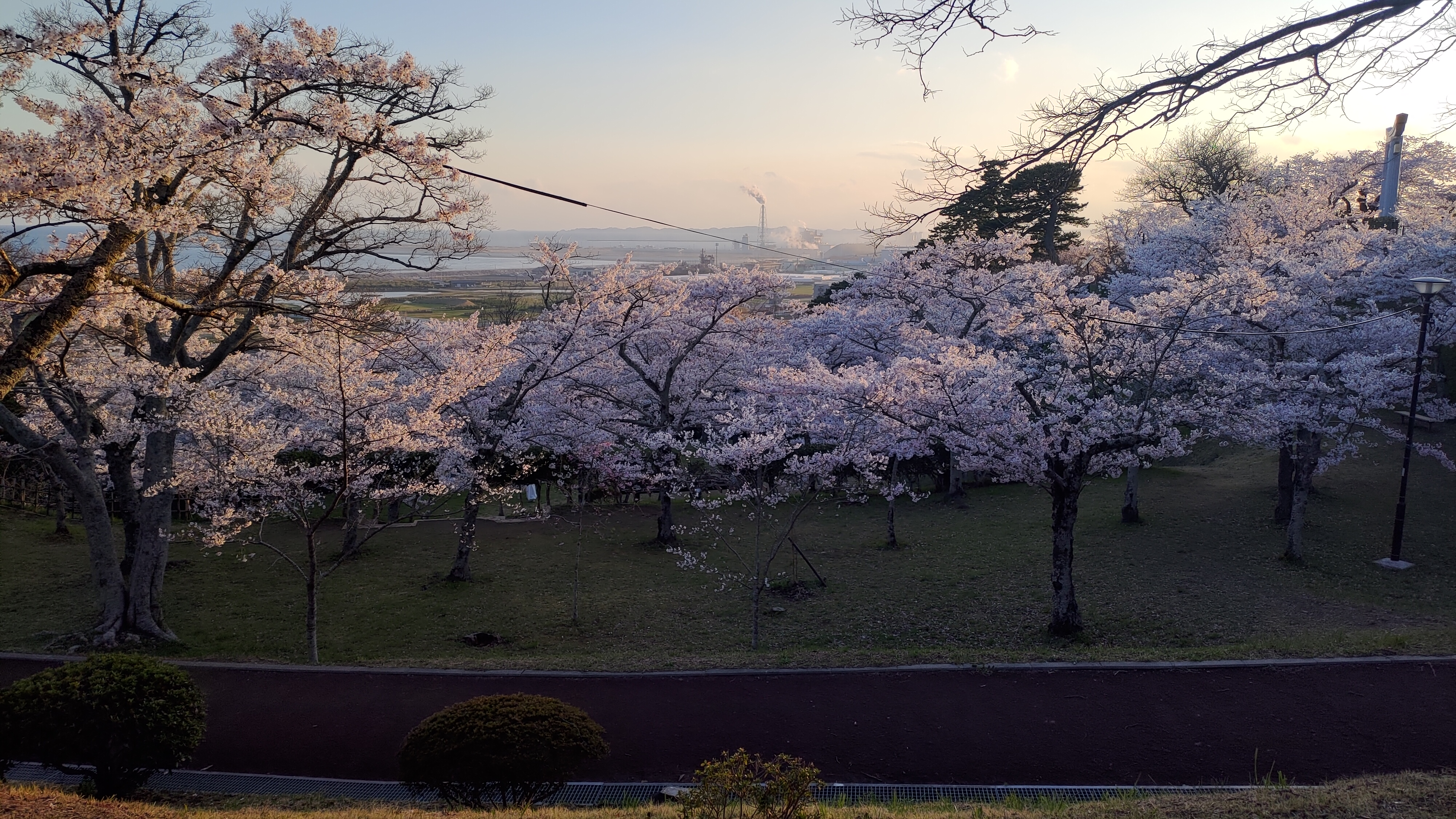 日和山公園の桜　（夕方撮影）その32