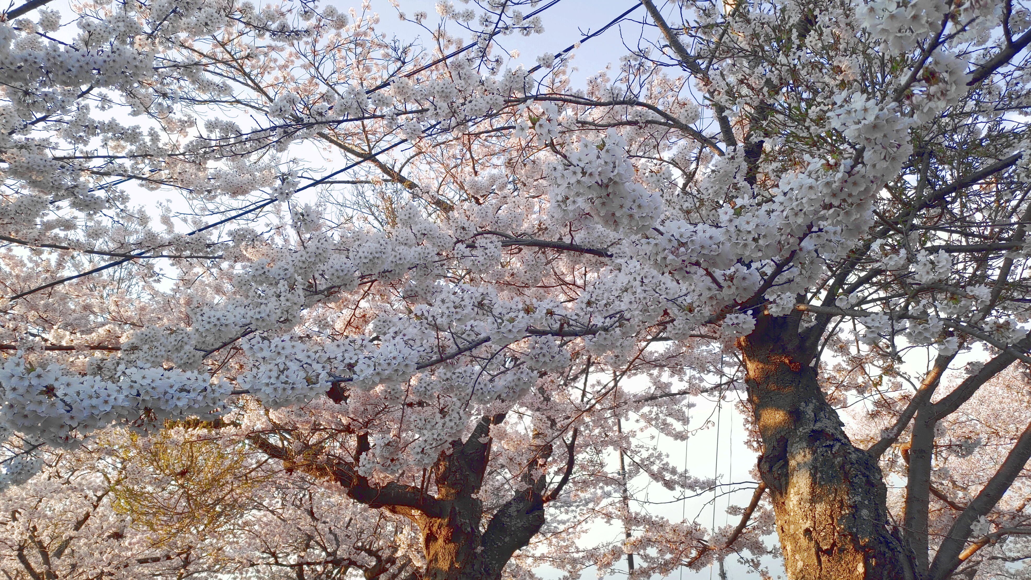 日和山公園の桜　（夕方撮影）その１