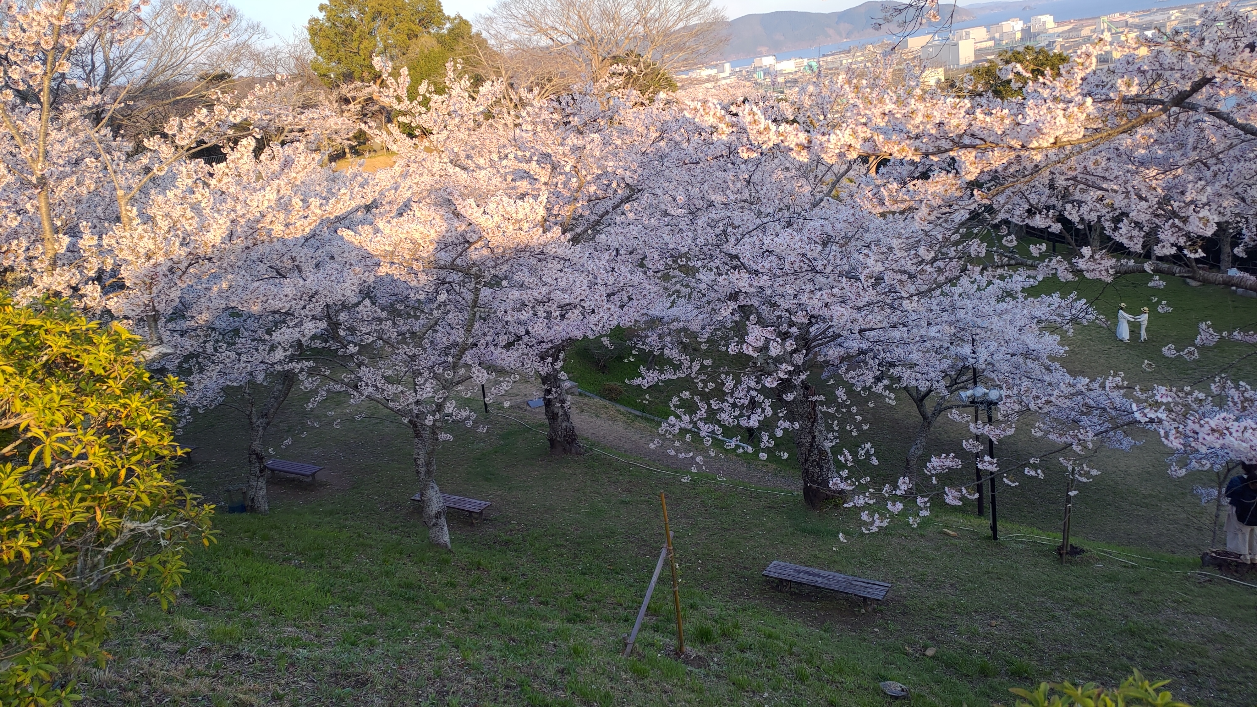 日和山公園の桜　（夕方撮影）その31