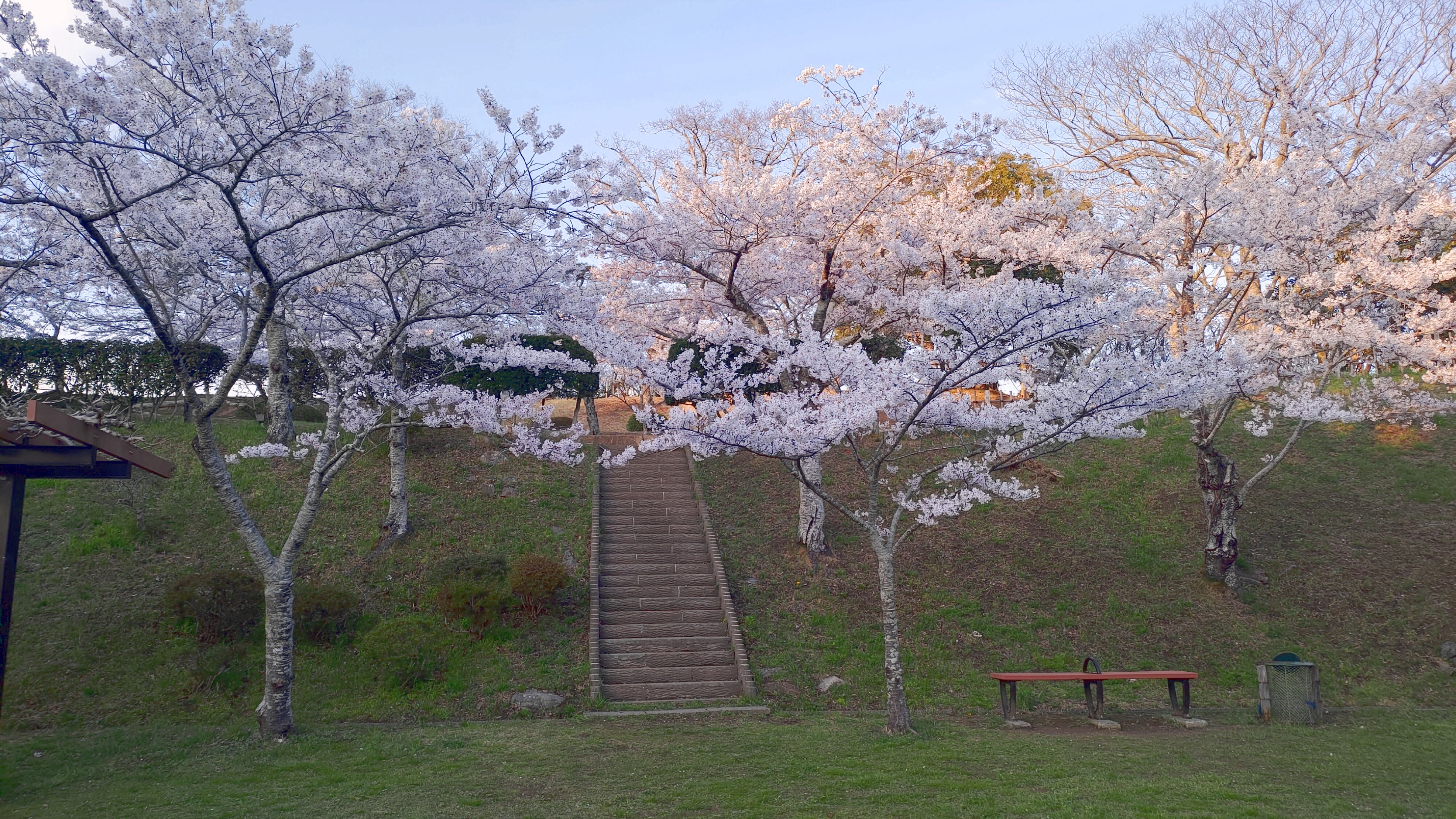 日和山公園の桜　（夕方撮影）その15