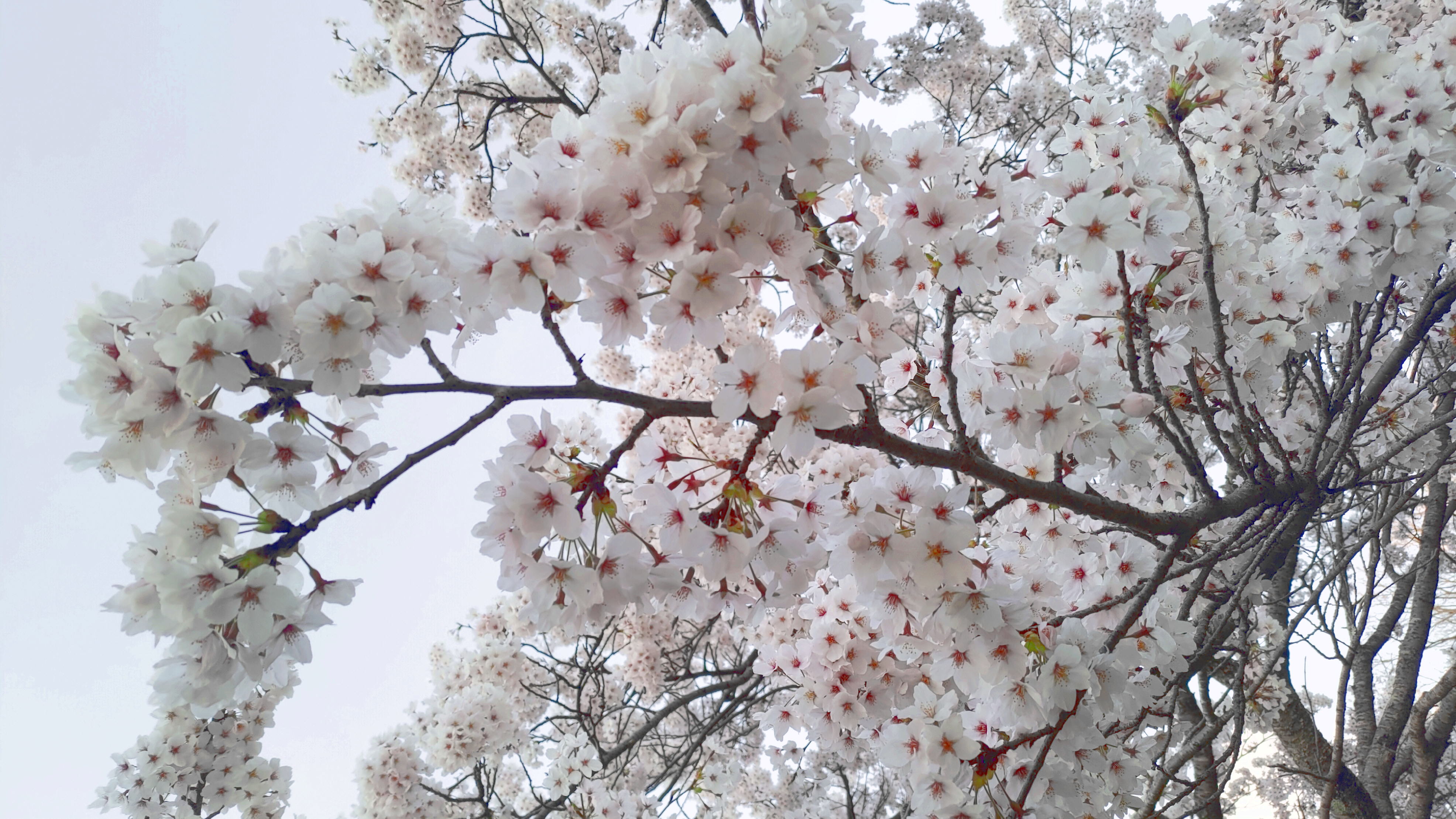 日和山公園の桜　（夕方撮影）その17