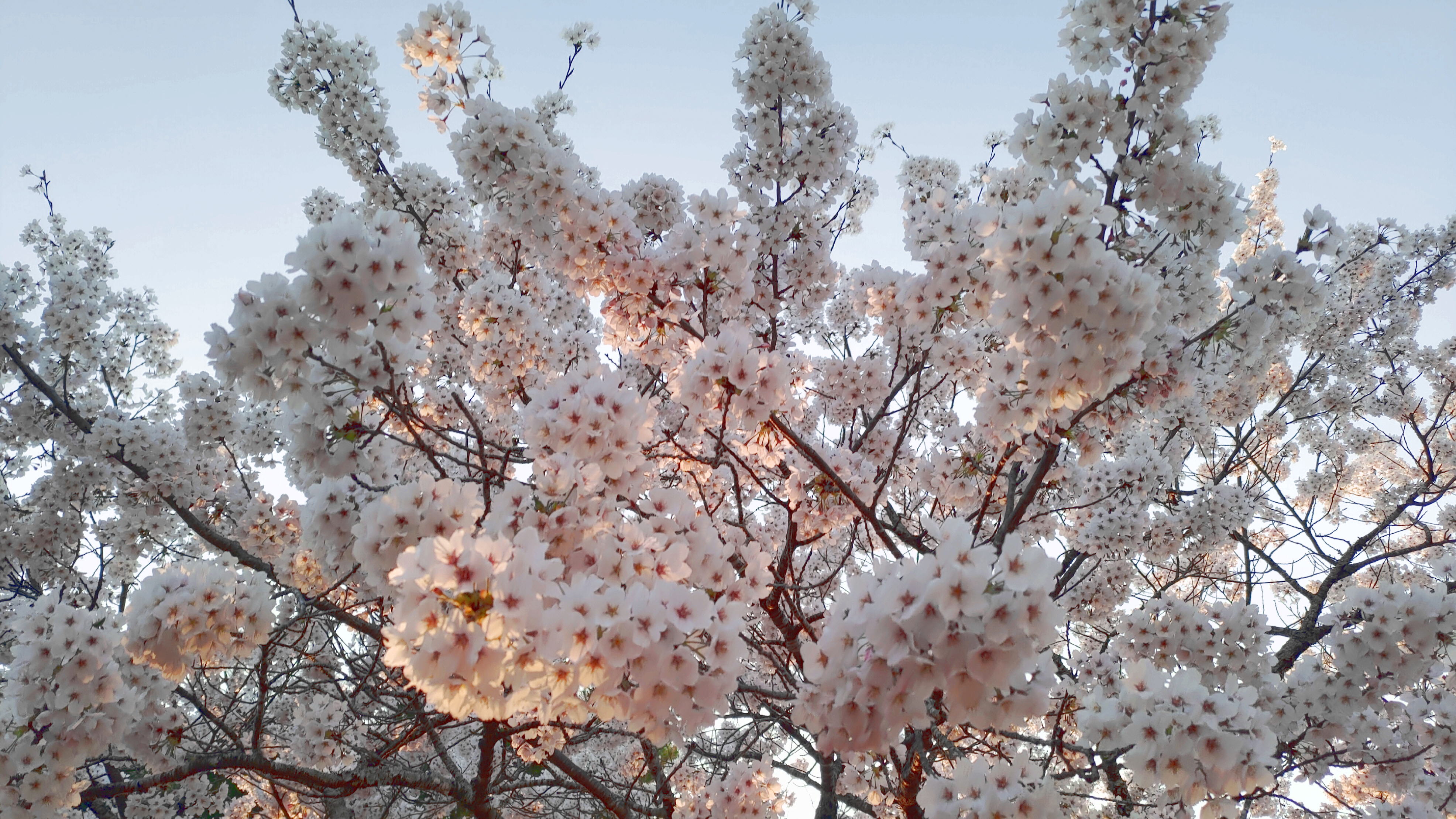 日和山公園の桜　（夕方撮影）その21