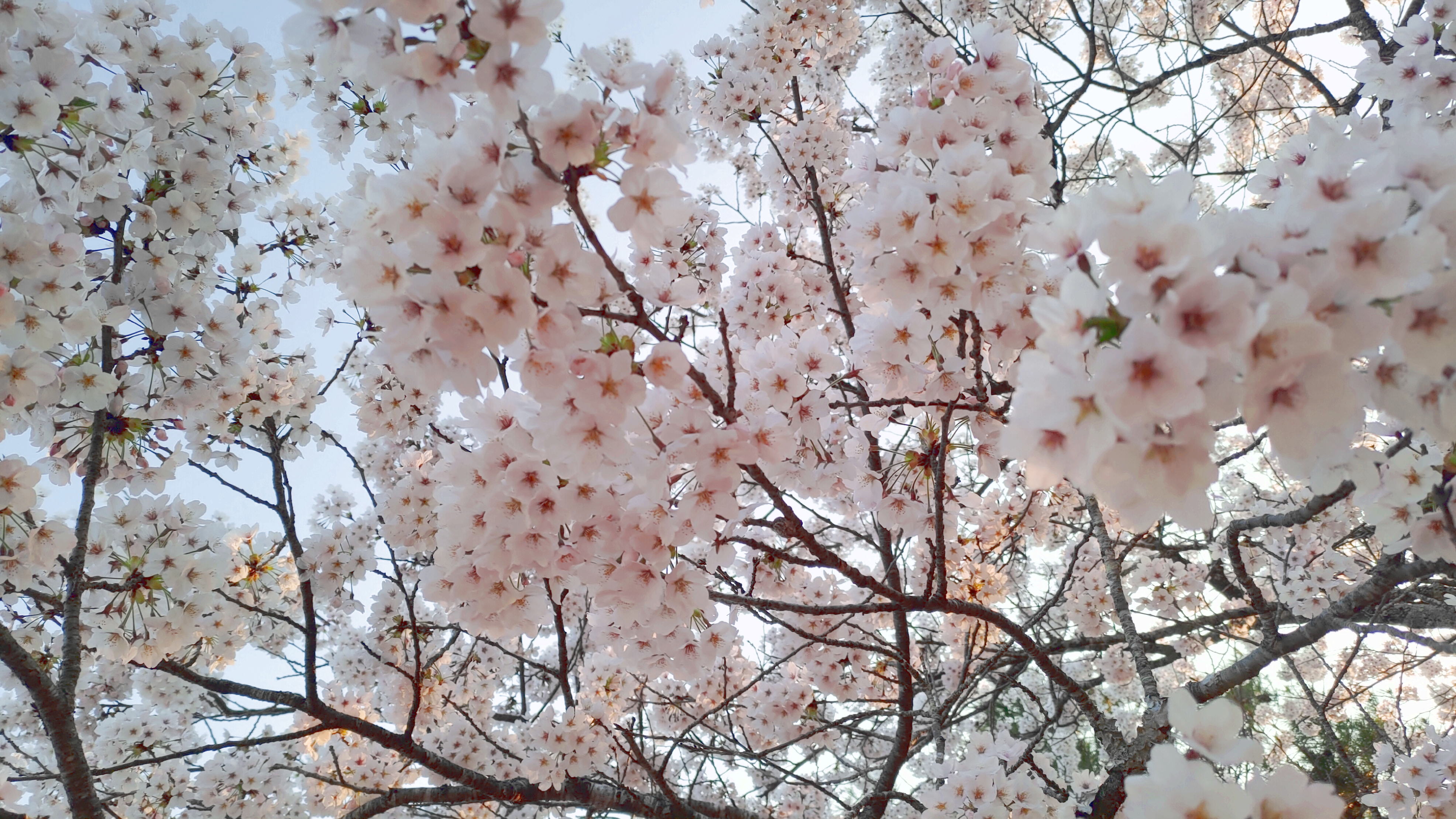 日和山公園の桜　（夕方撮影）その22