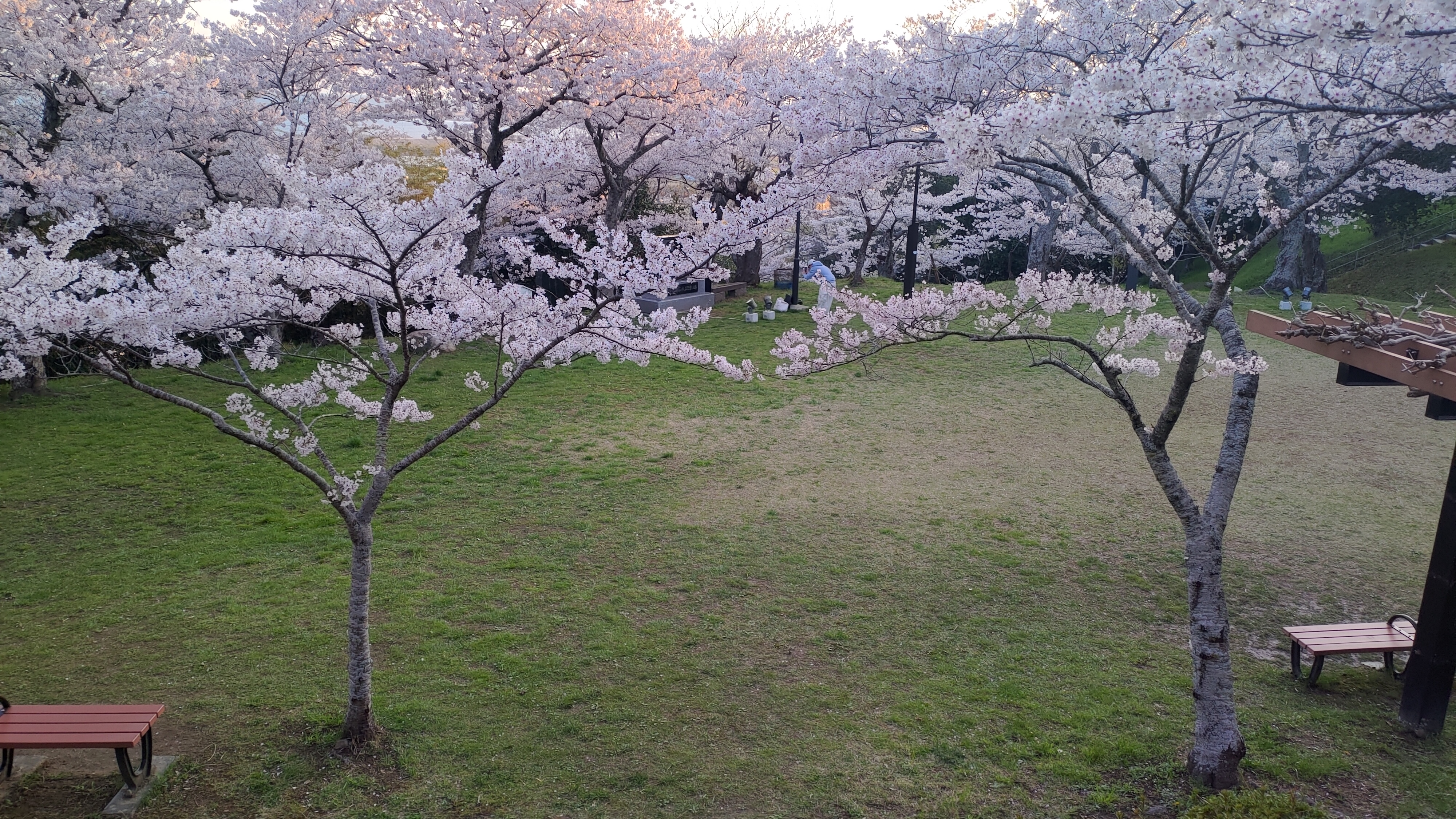 日和山公園の桜　（夕方撮影）その25