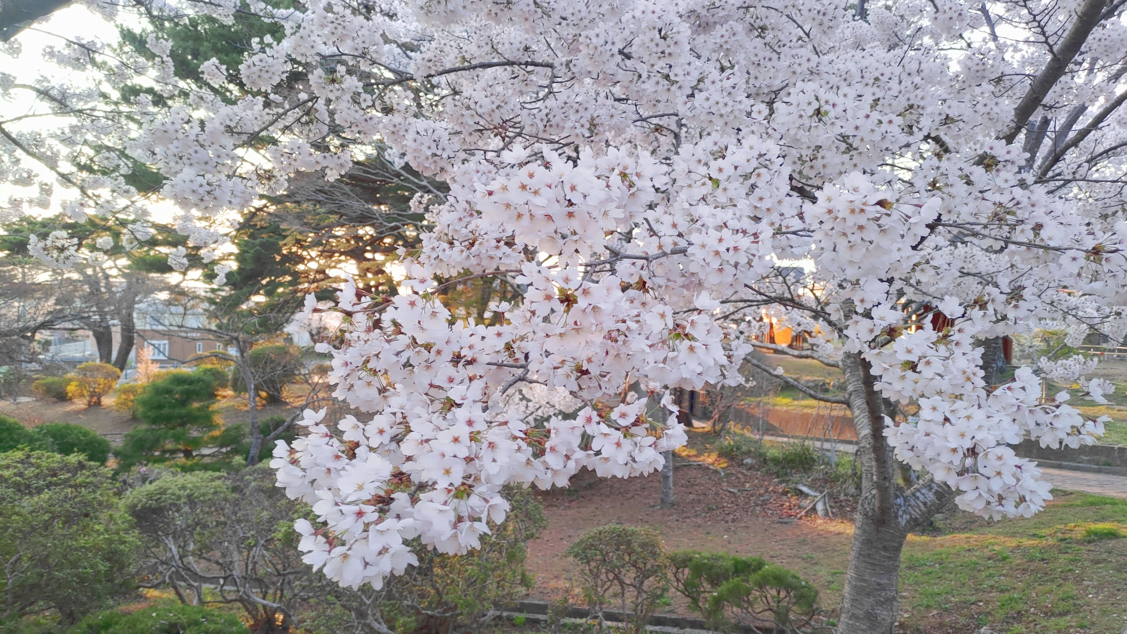 日和山公園の桜　（夕方撮影）その23