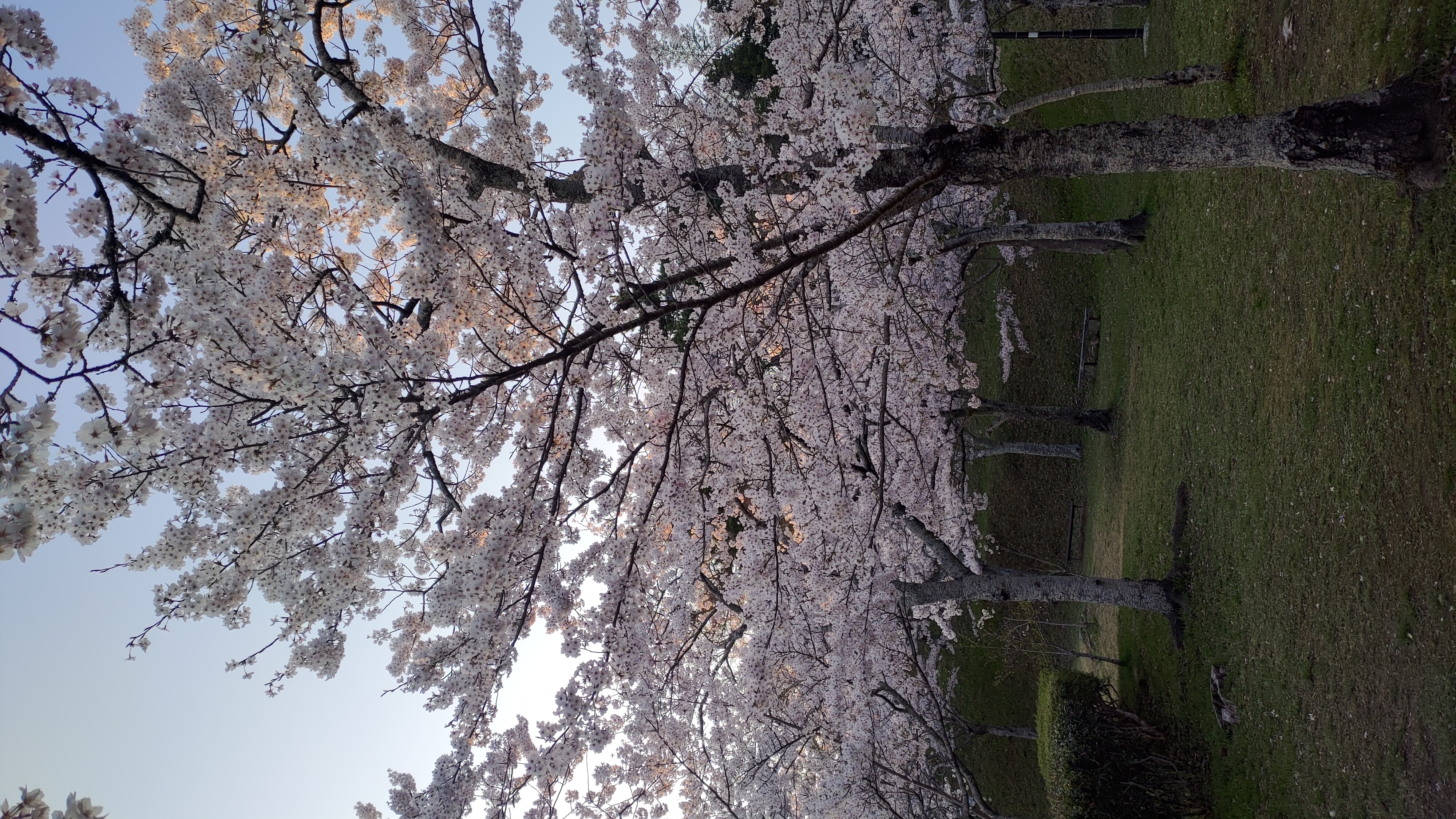 日和山公園の桜　（夕方撮影）その33