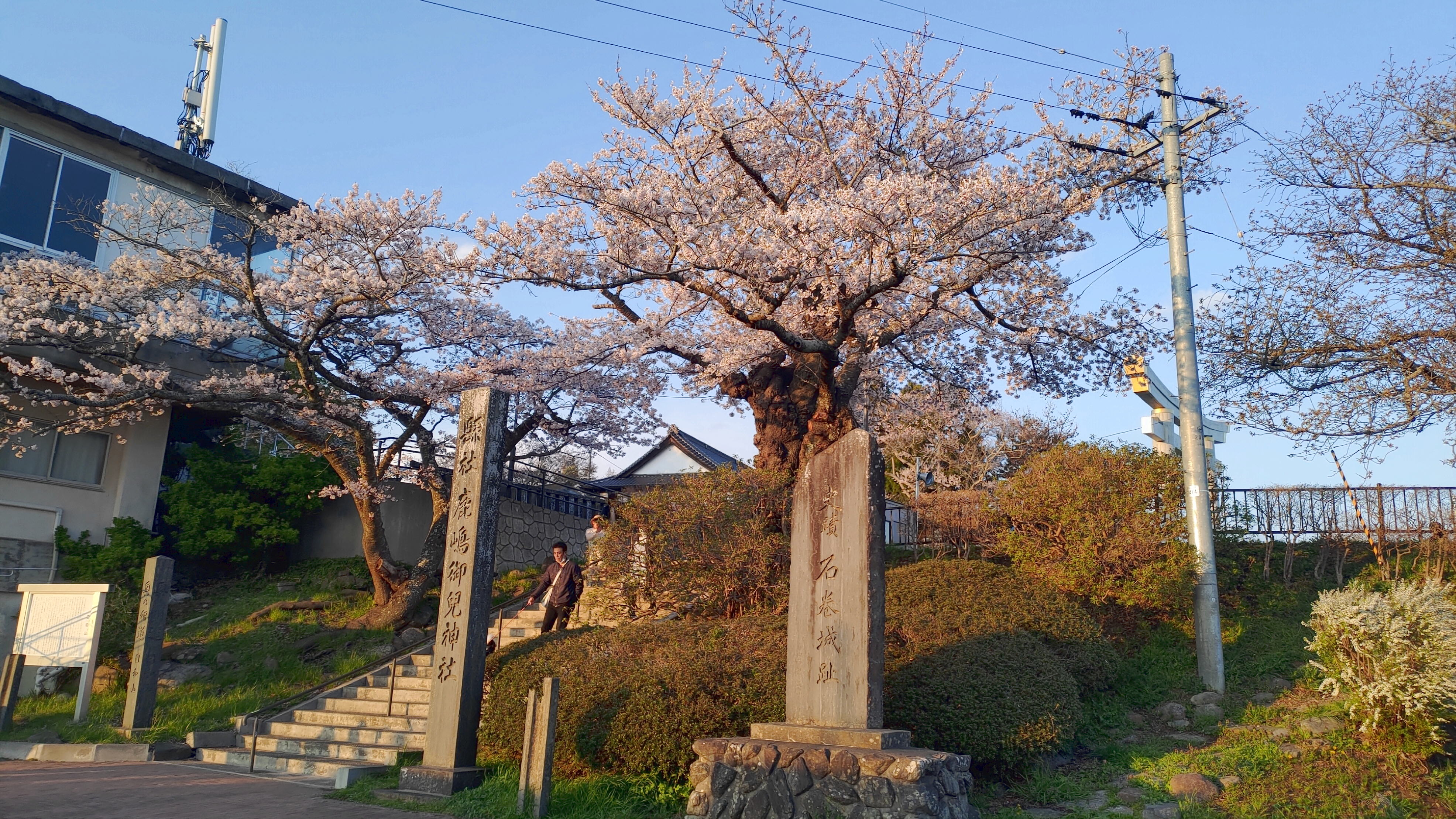 日和山公園の桜　（夕方撮影）その18