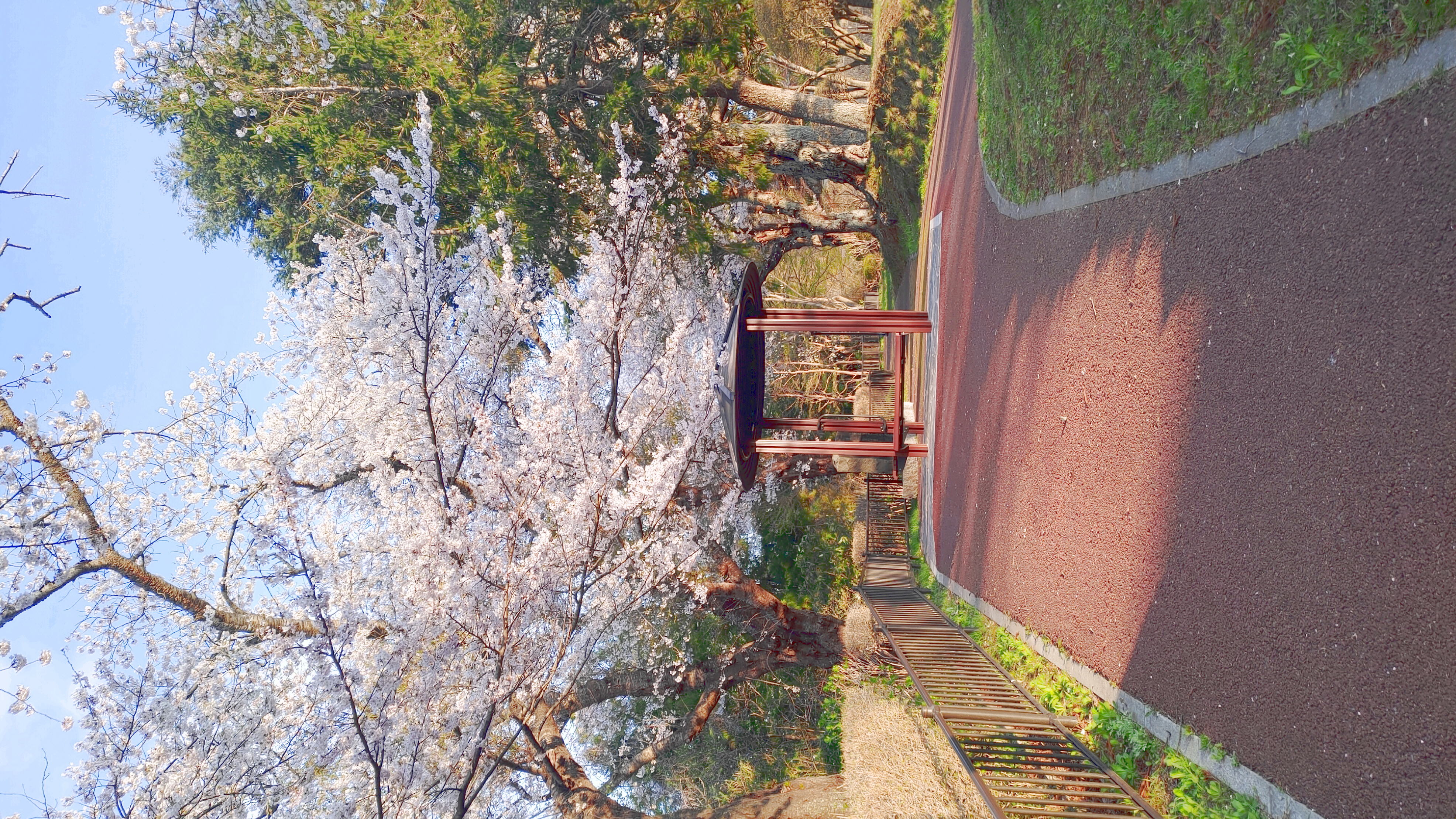 日和山公園の桜　（夕方撮影）その3