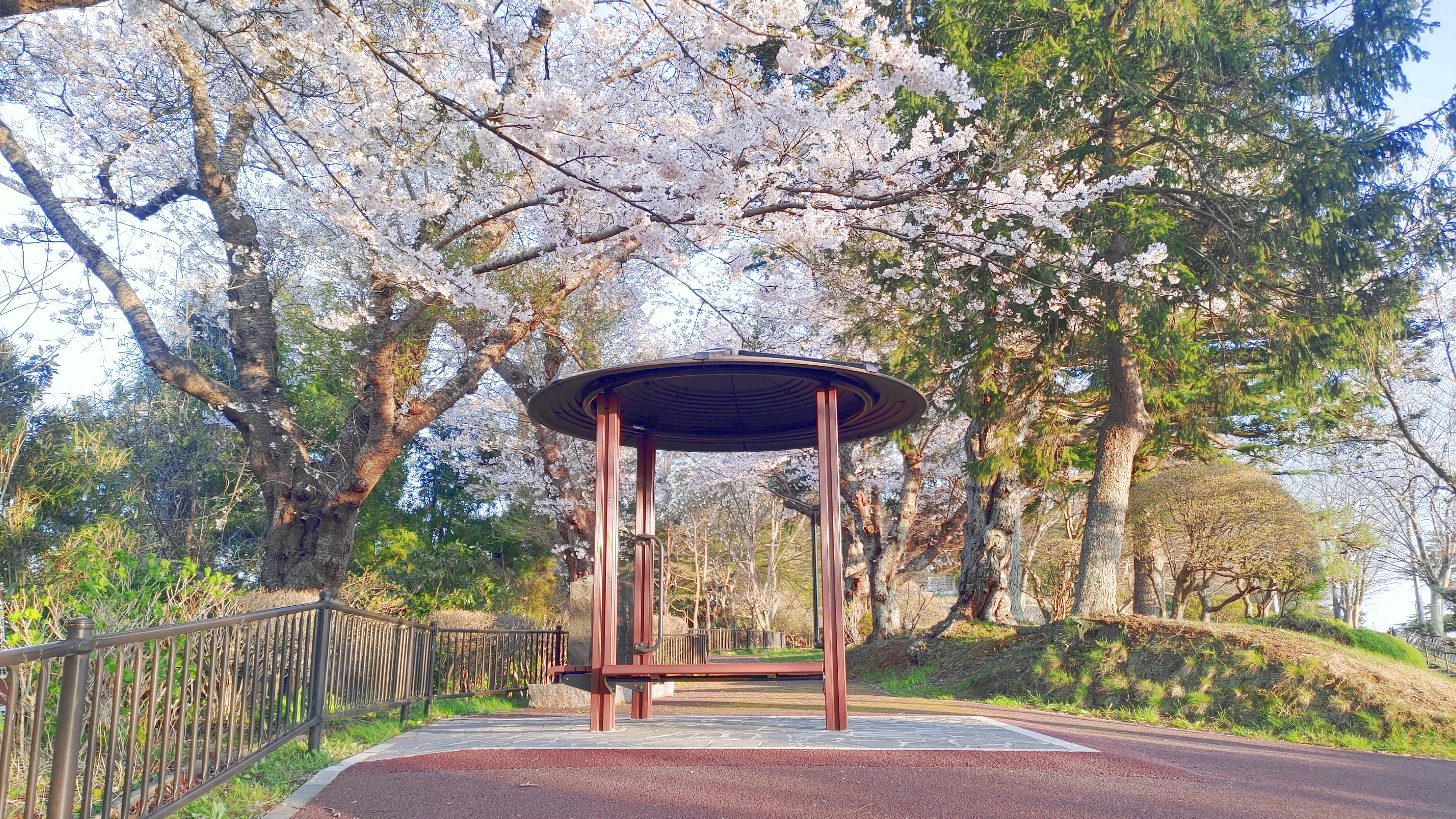 日和山公園の桜　（夕方撮影）その5