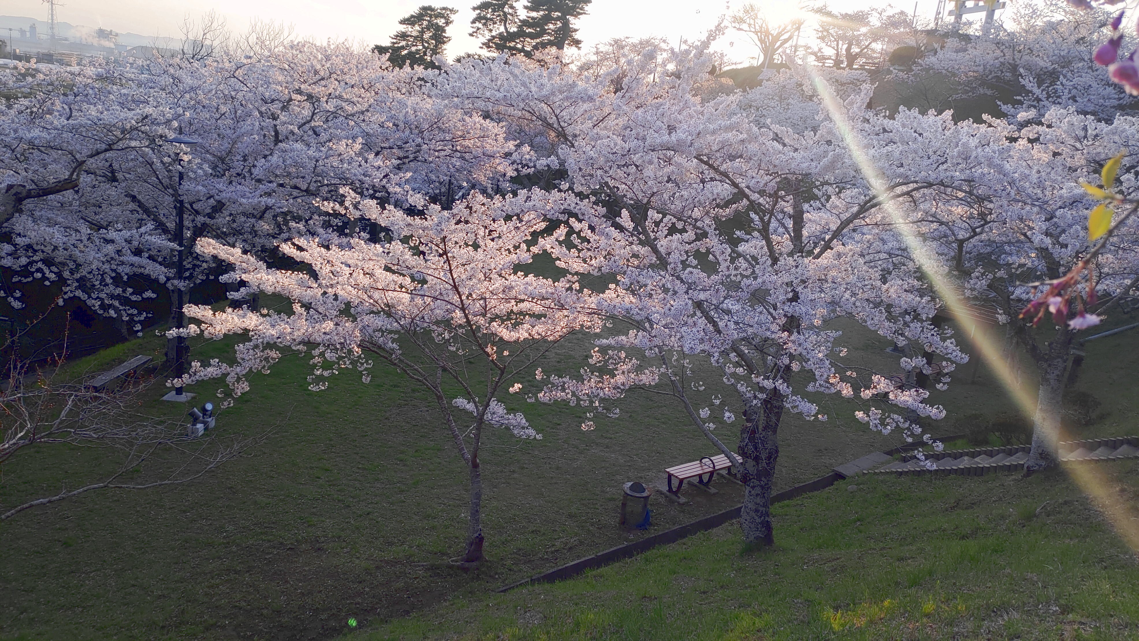日和山公園の桜　（夕方撮影）その13