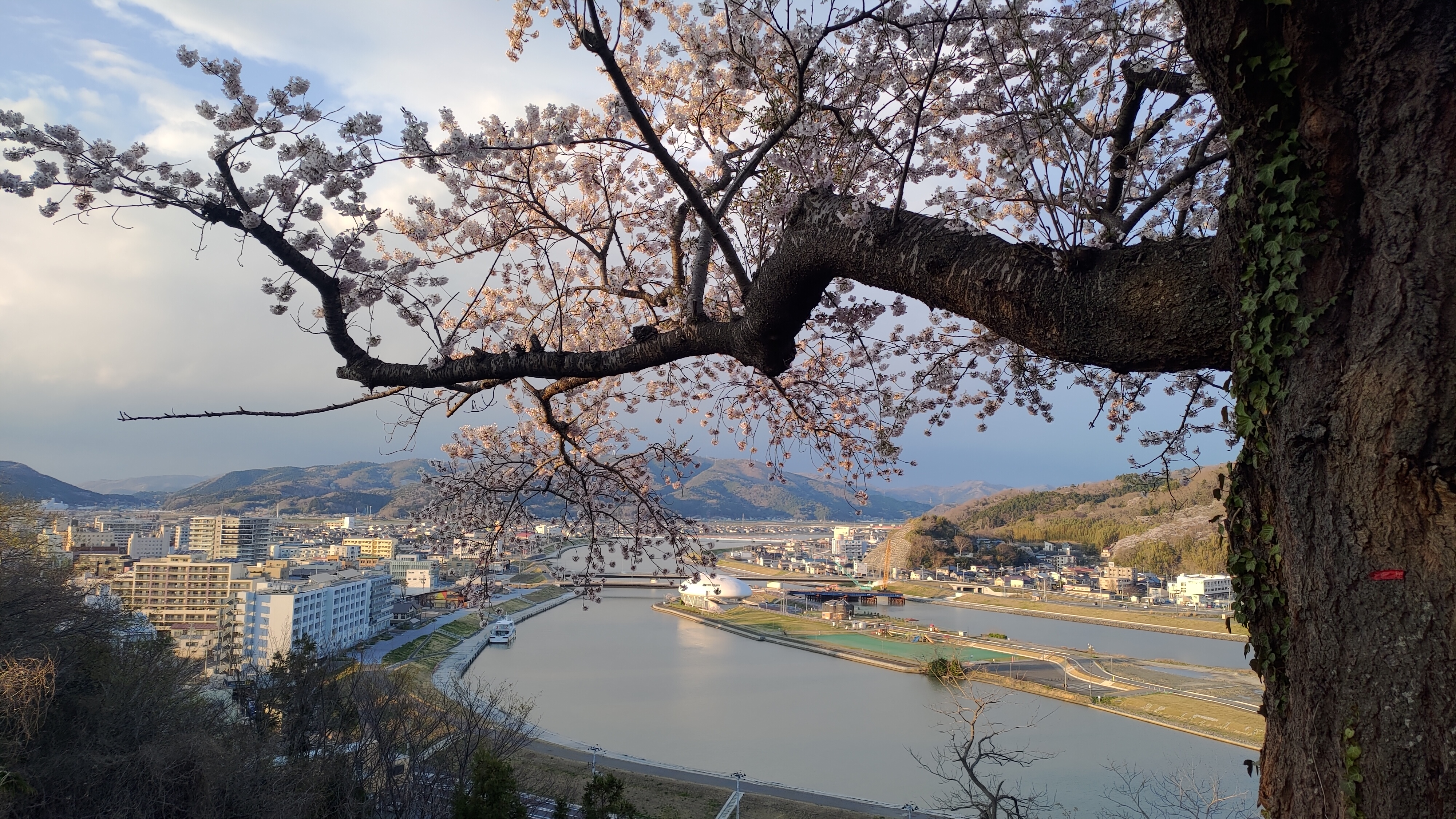 日和山公園の桜　（夕方撮影）その29