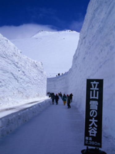 立山雪の大谷