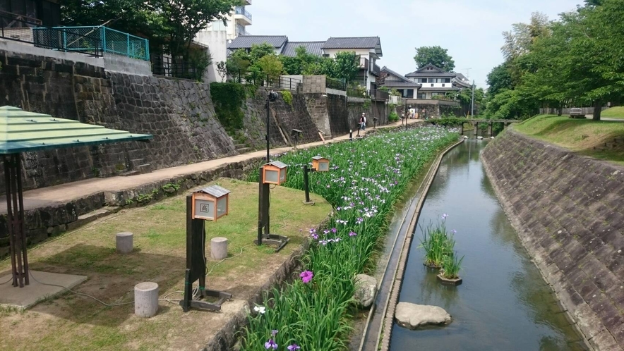 H30　しょうぶの花