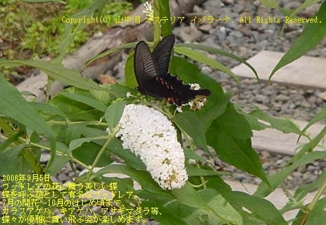 いざ世界遺産へ！雄大な夏の富士山に抱かれた避暑地・山中湖で、のんびり大人旅●２食付【夏得】