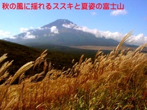秋風搖曳的紫芒和富士山