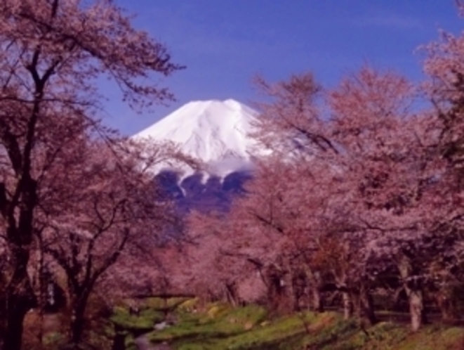 お宮橋の桜と富士山
