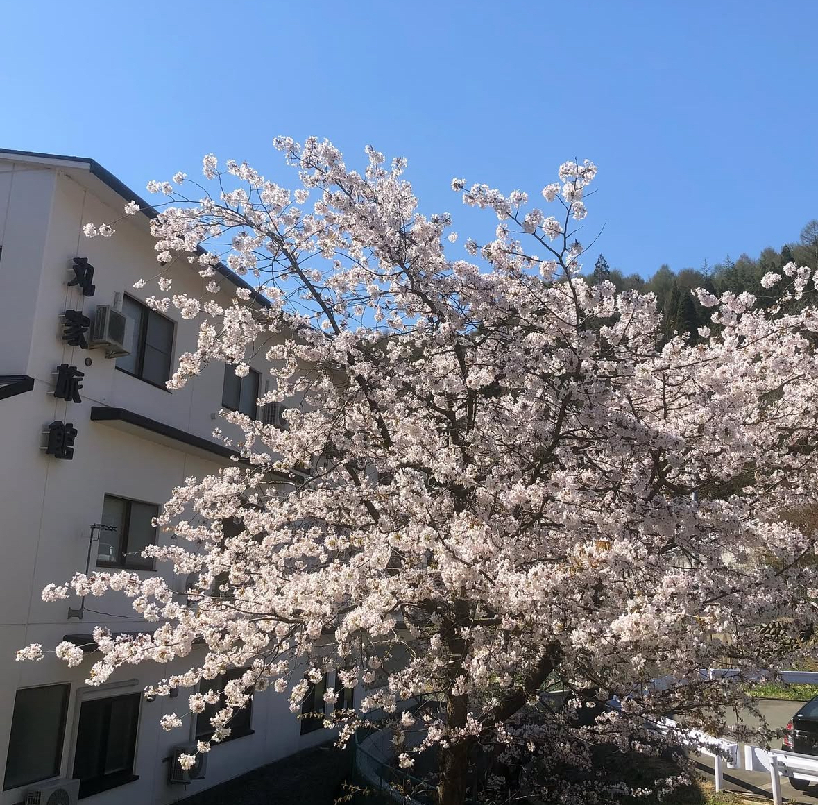 部屋から見える丸家旅館の桜の木