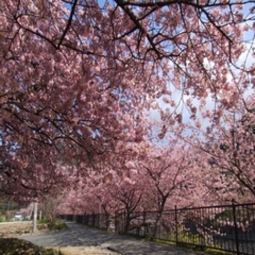 桜のトンネル