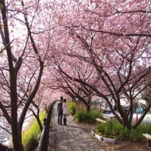 早咲きの河津桜