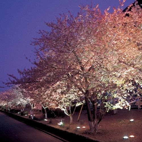 【河津夜桜送迎無料】夜桜ライトアップツアー付きプラン【平日限定】