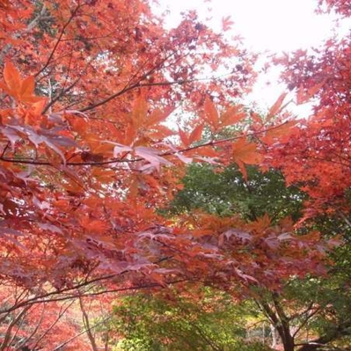【11月下旬～12月上旬】修善寺～河津七滝までは伊豆有数の紅葉スポット