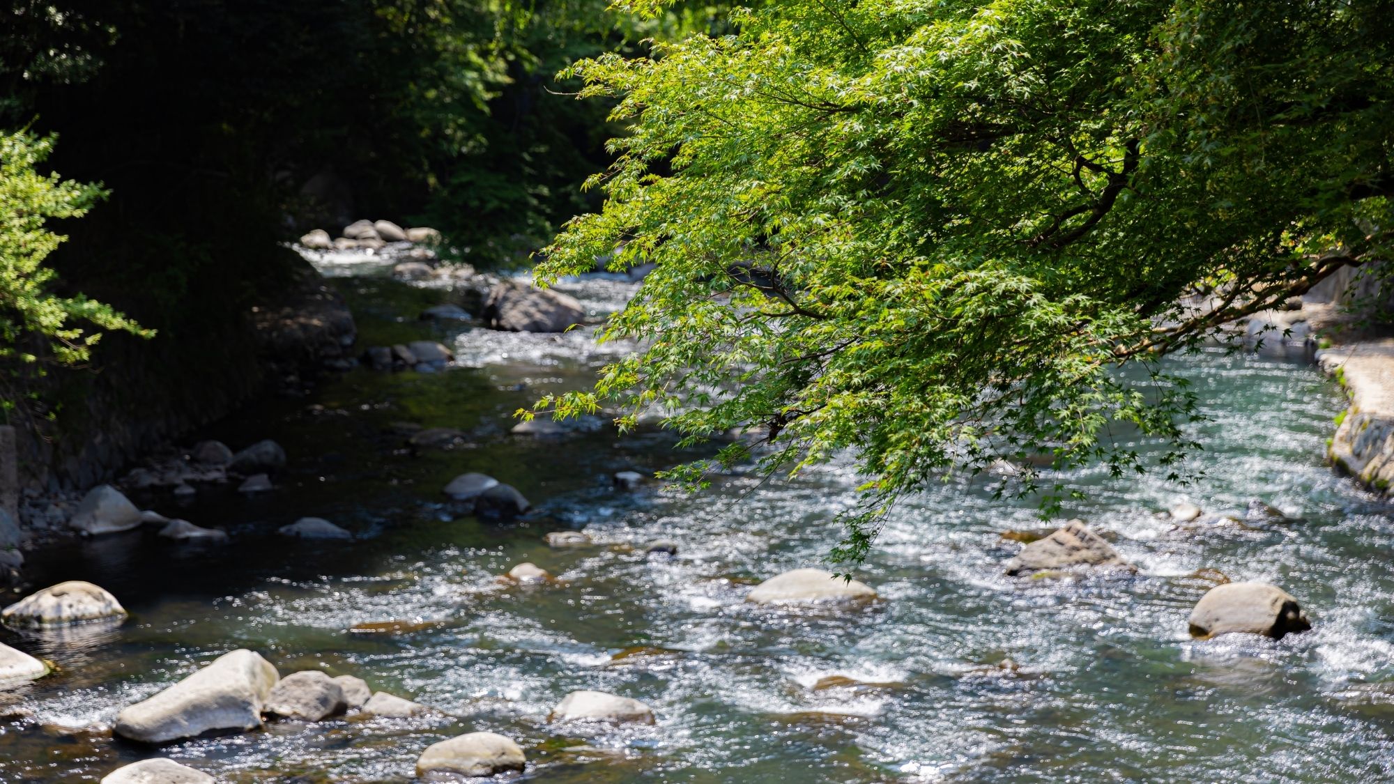塔ノ沢一の湯本館は全室早川に面しております。