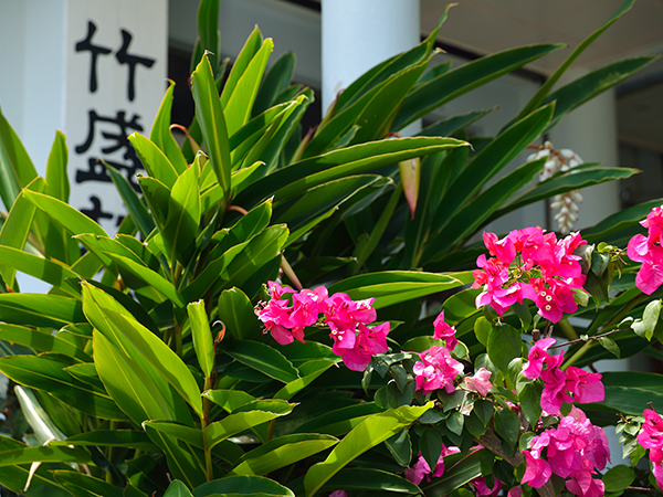 The flowers of the four seasons bloom at the entrance.