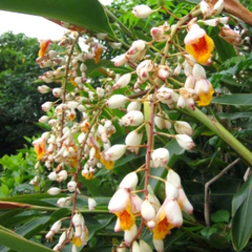 亜熱帯の植物一例