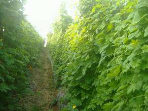 ういづのゴーヤーハウス　（時期に合わせて、土と自然に触れる農業体験が出来ます）