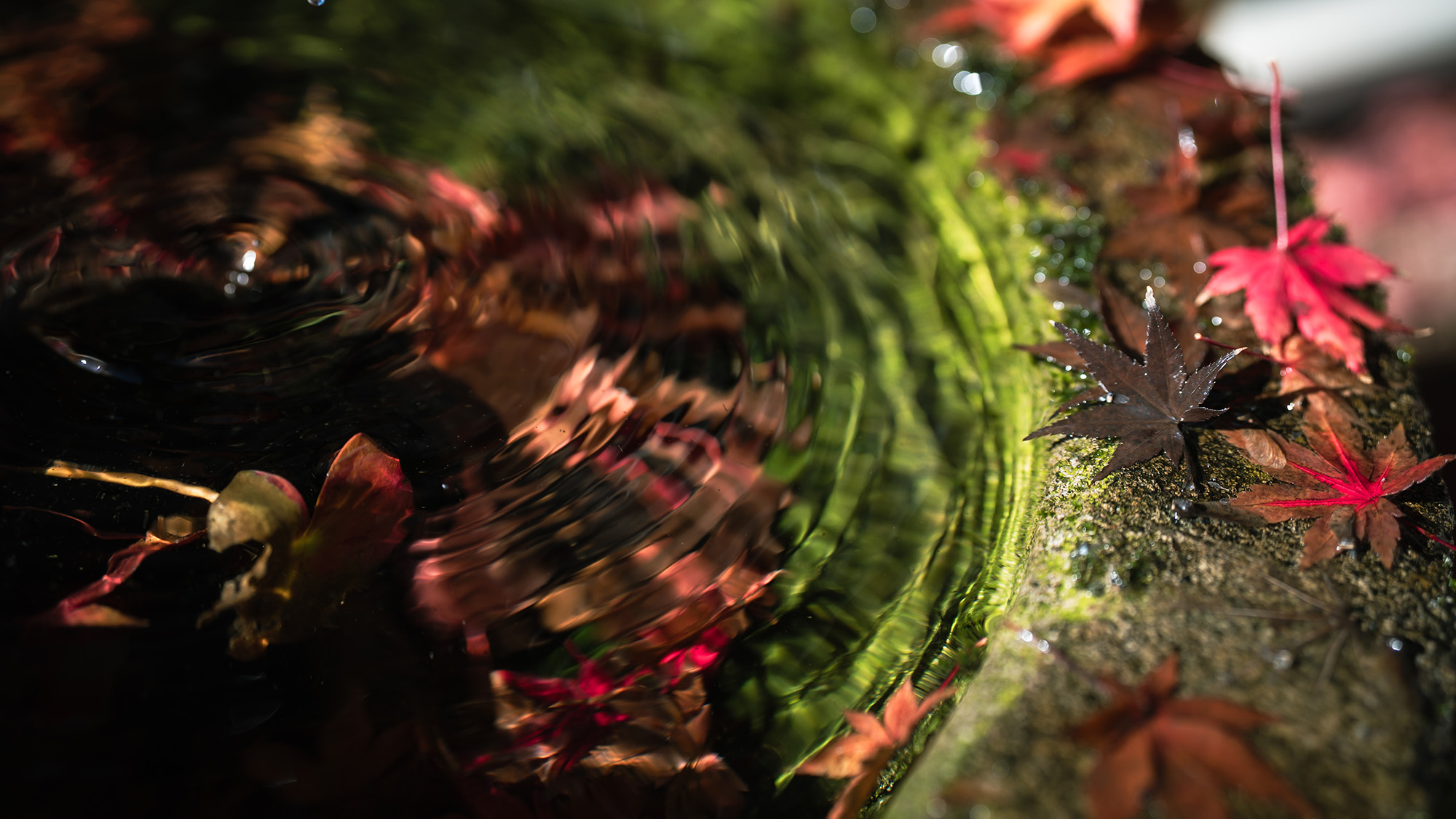 【外観】揺れる水面に秋の情景を映して。