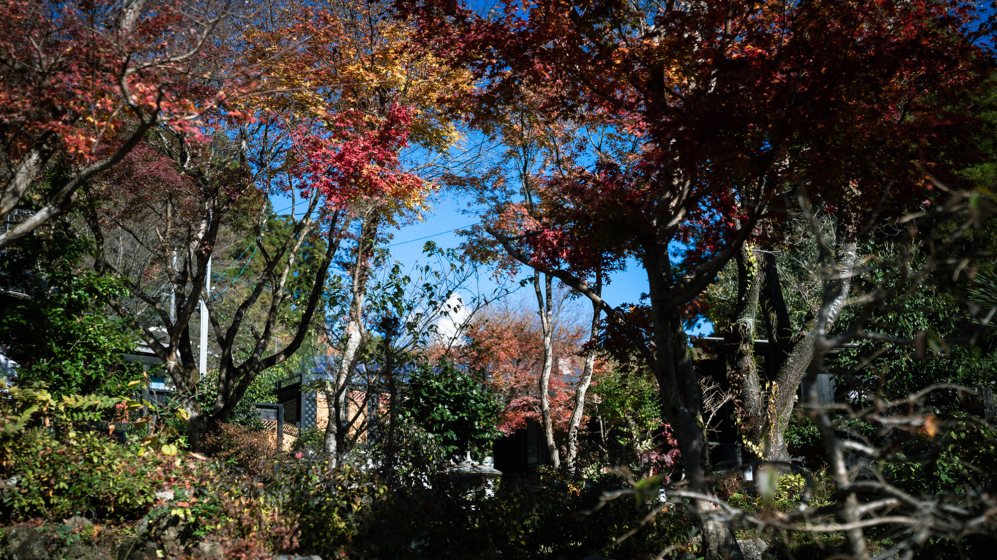【外観】葉音さえ聞こえてきそうな、静かな庭先。