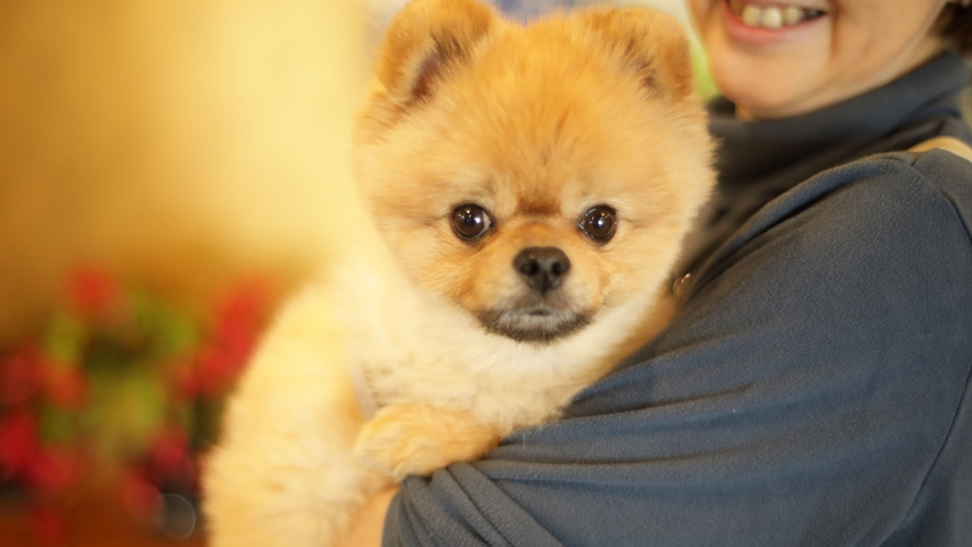 当館の看板犬のラクちゃん。当館は1日3組様限定でワンちゃんと一緒にご宿泊いただけます。