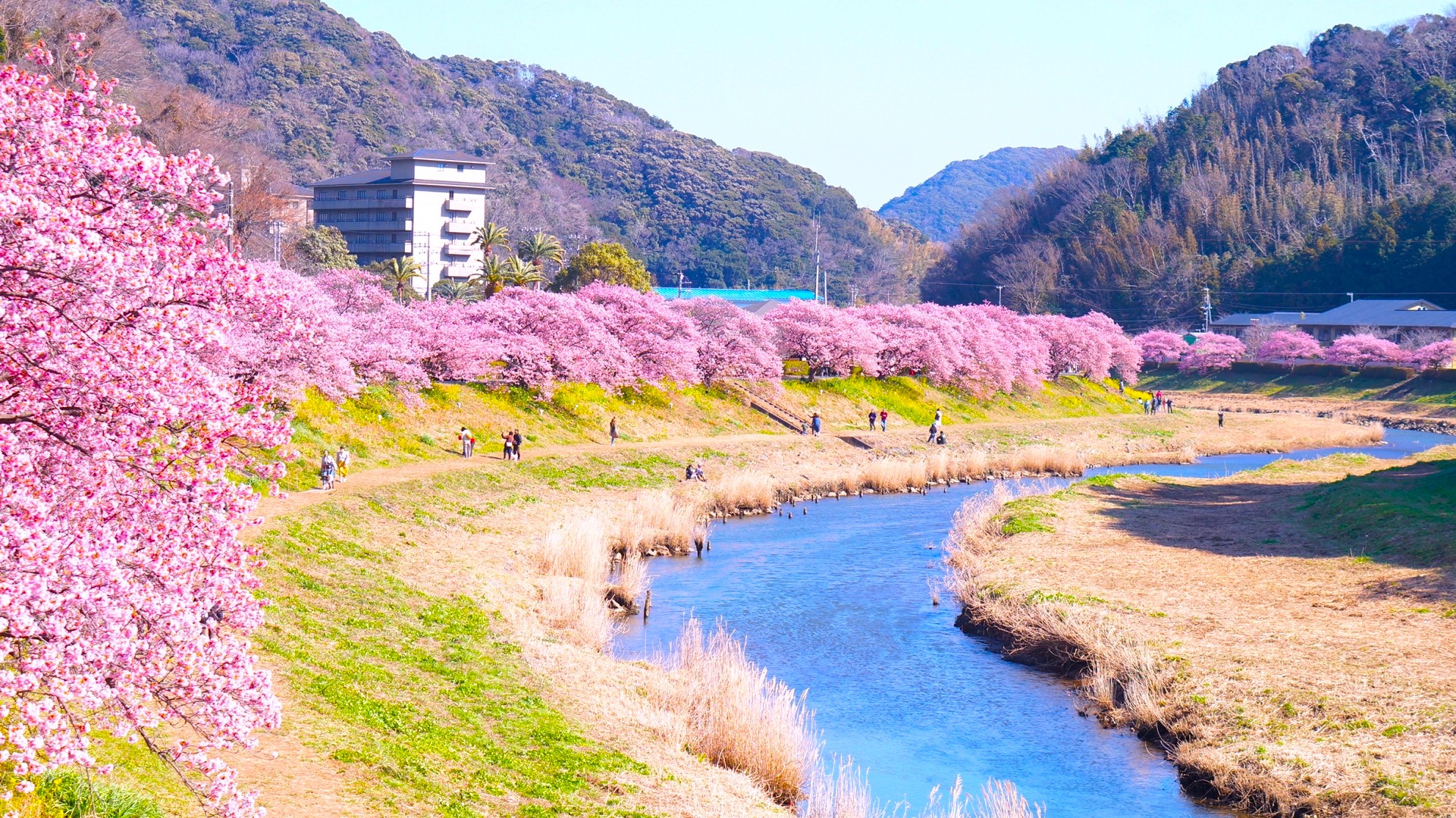南伊豆◆みなみの桜と菜の花まつり